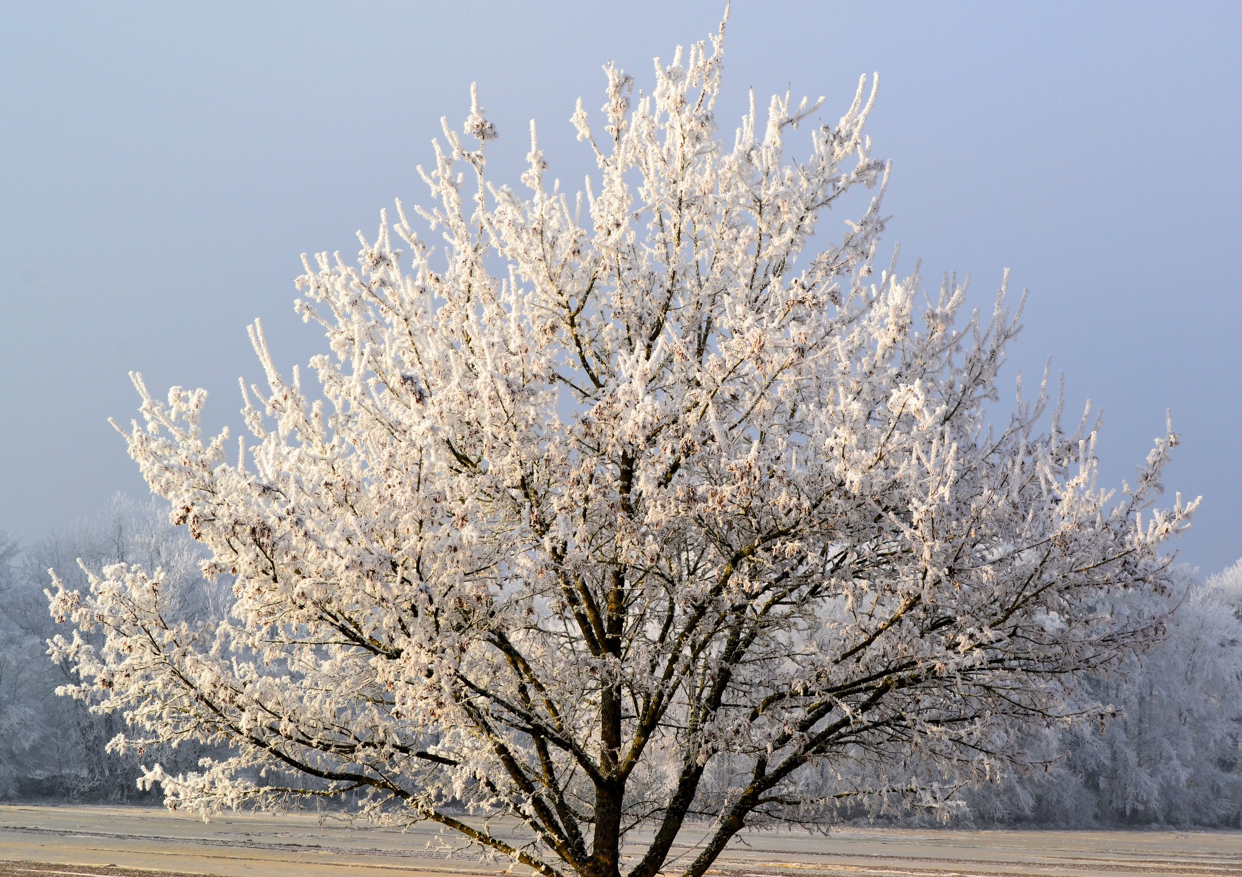 Plants winter. Яблоня зимой. Зимняя вишня дерево. Вишня дерево зимой. Яблоня дерево зимой.