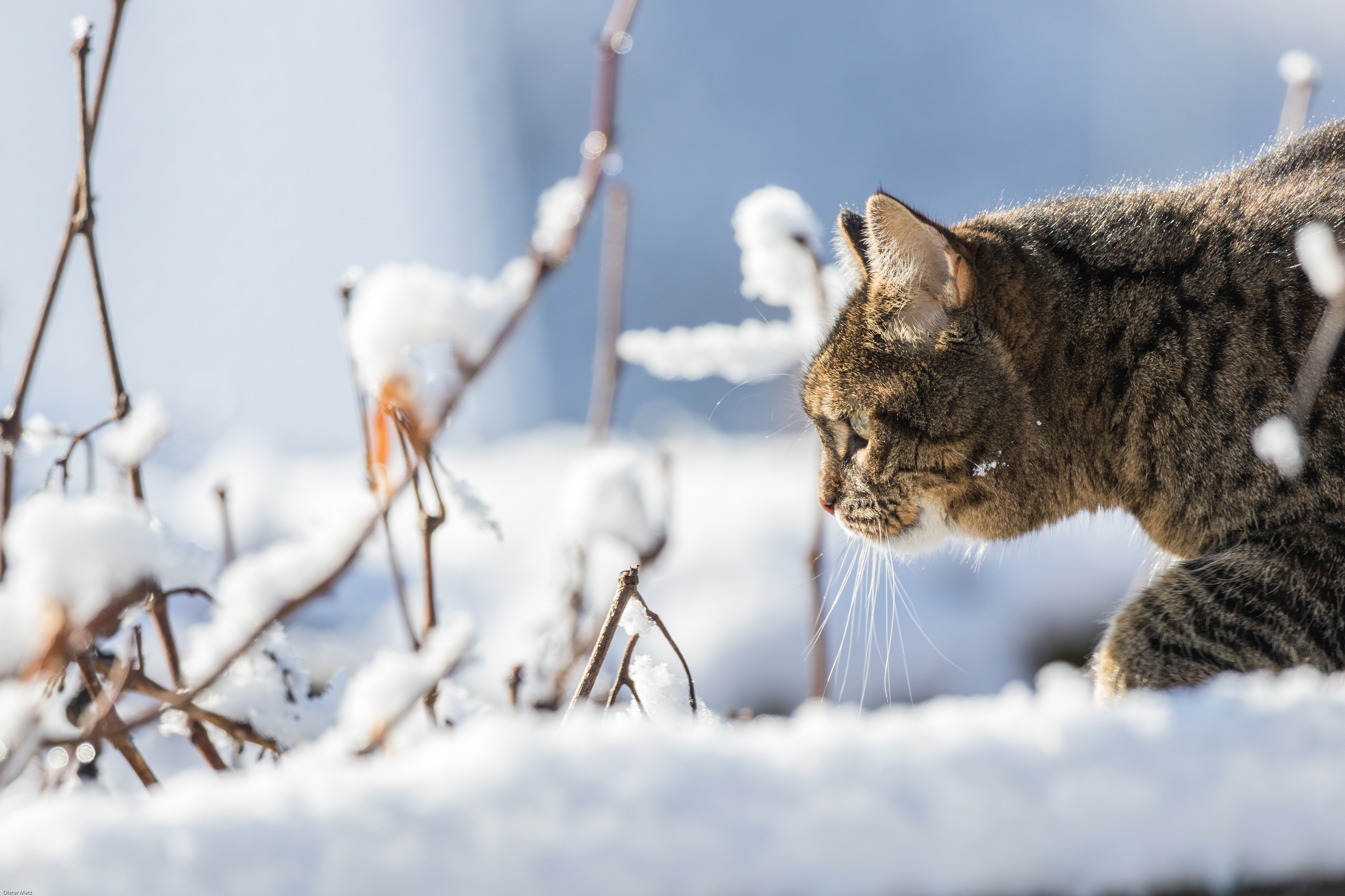 Самые нужные зимой. Аляскинский снежный кот. Кошка зима. Кошки зимой. Коты в снегу.