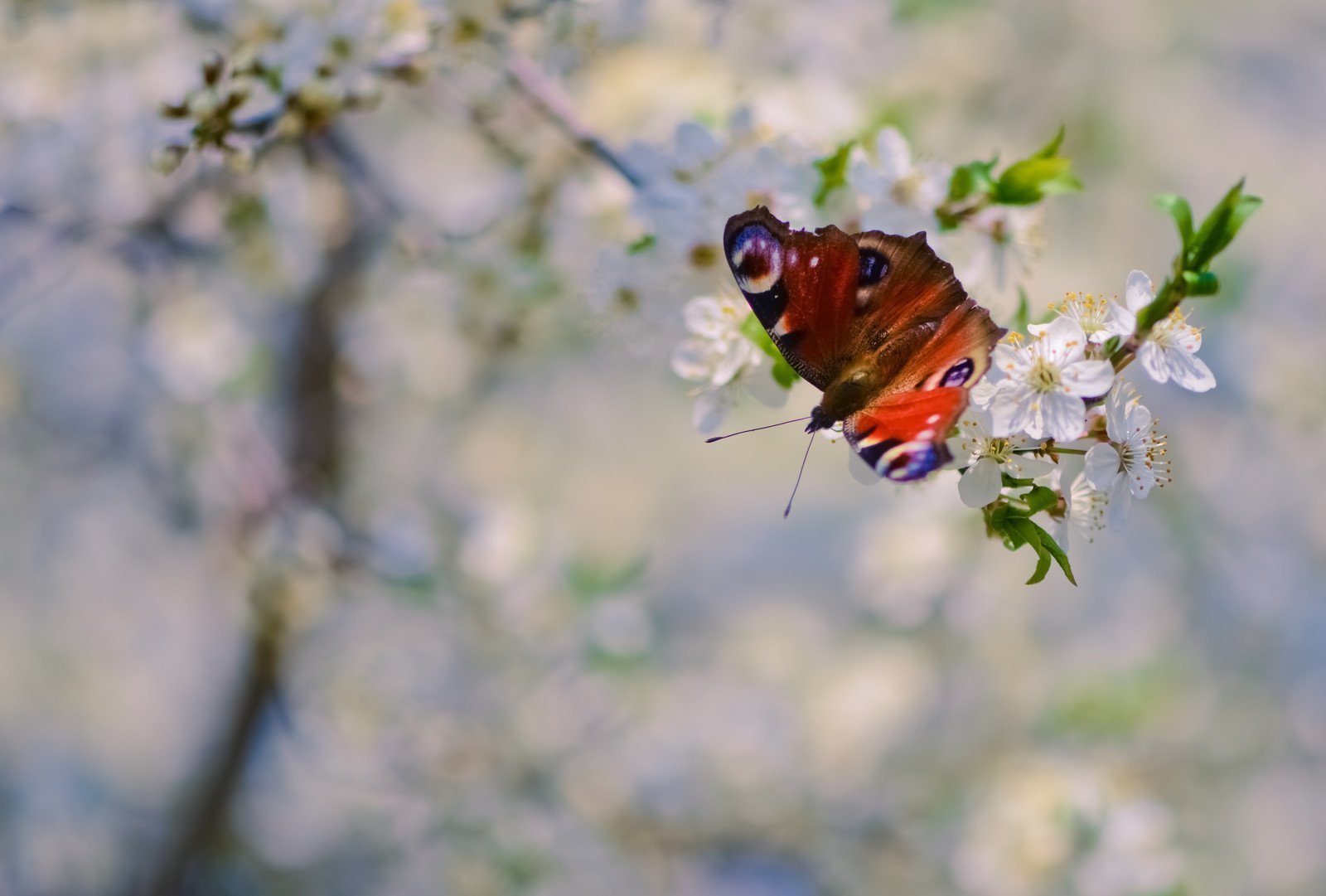 Увидеть бабочку весной. Первые бабочки весной. Весенние бабочки.