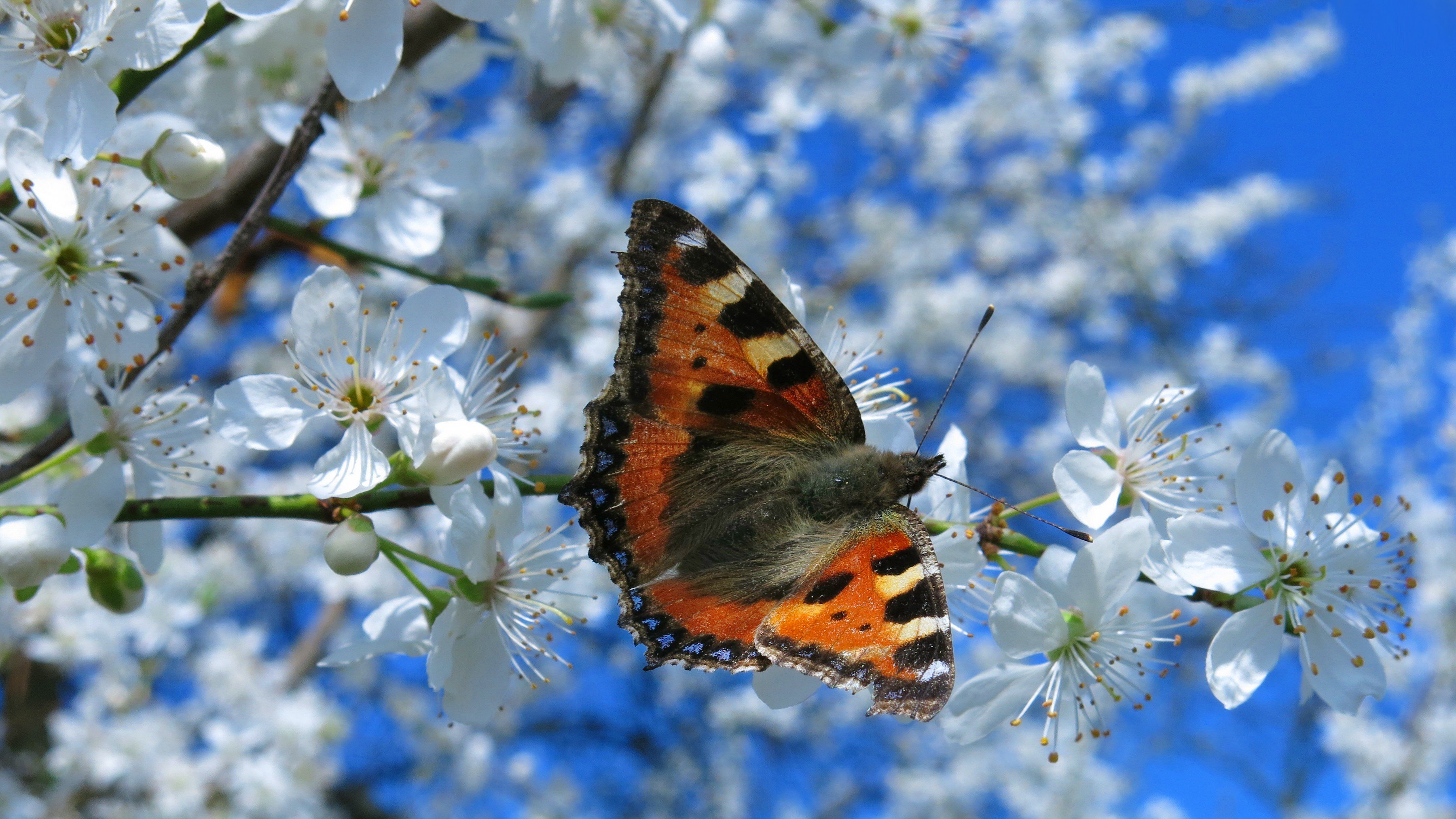 Ранние бабочки весной
