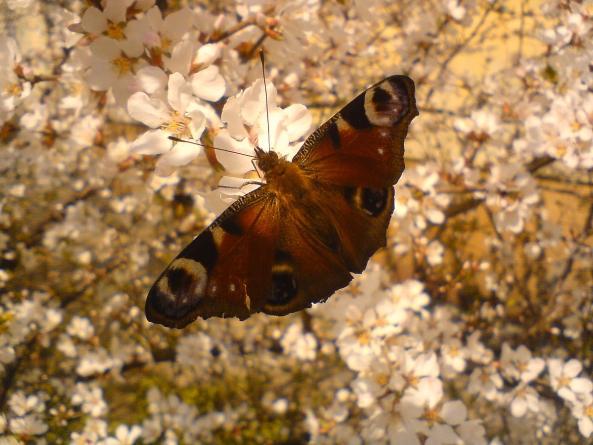Первые бабочки весной 2 класс. Осенние бабочки. Весенние бабочки. Бабочки коричневого цвета.