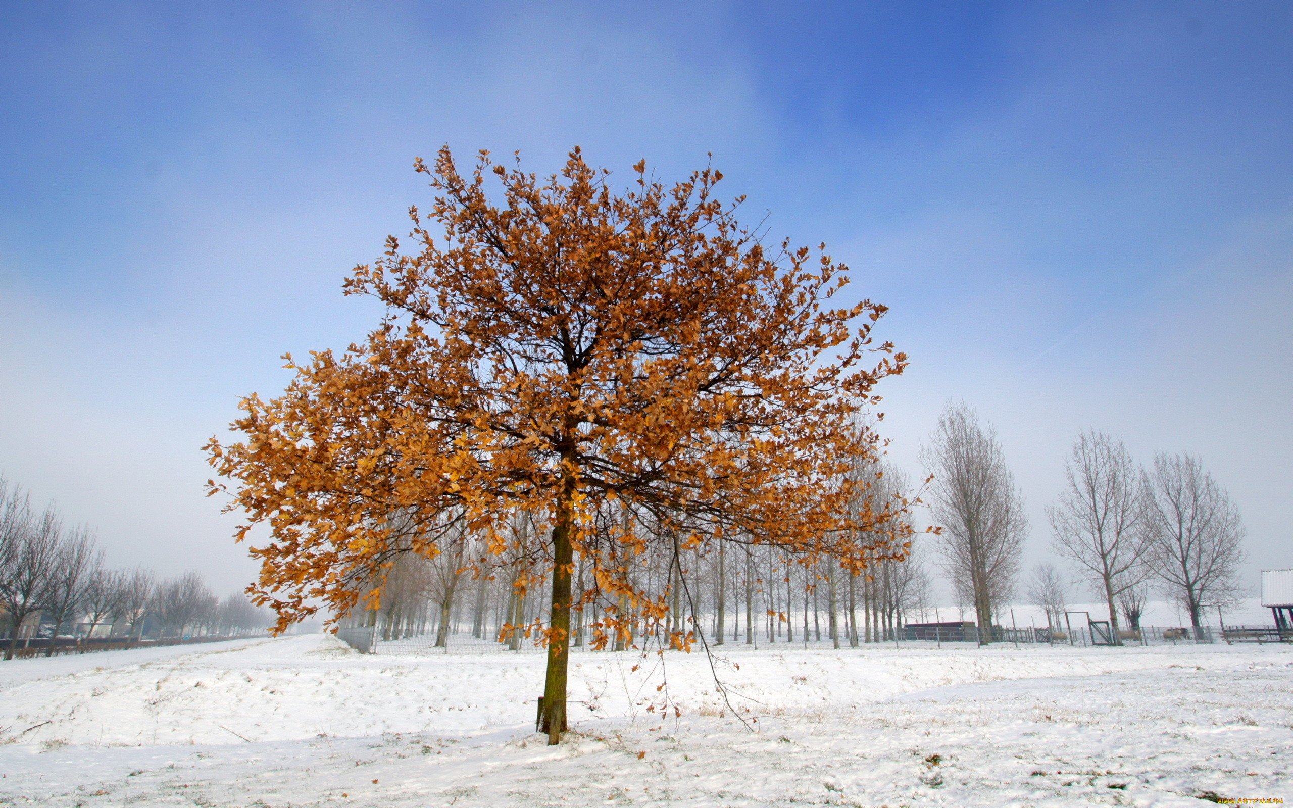 Как выглядит дерево зимой. Липа зимой. Каштан зимой. Зимнее дерево. Лиственные деревья зимой.