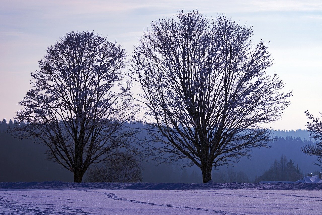 Как выглядит дерево зимой. Зимнее дерево. Голое дерево. Развесистое дерево зимой.
