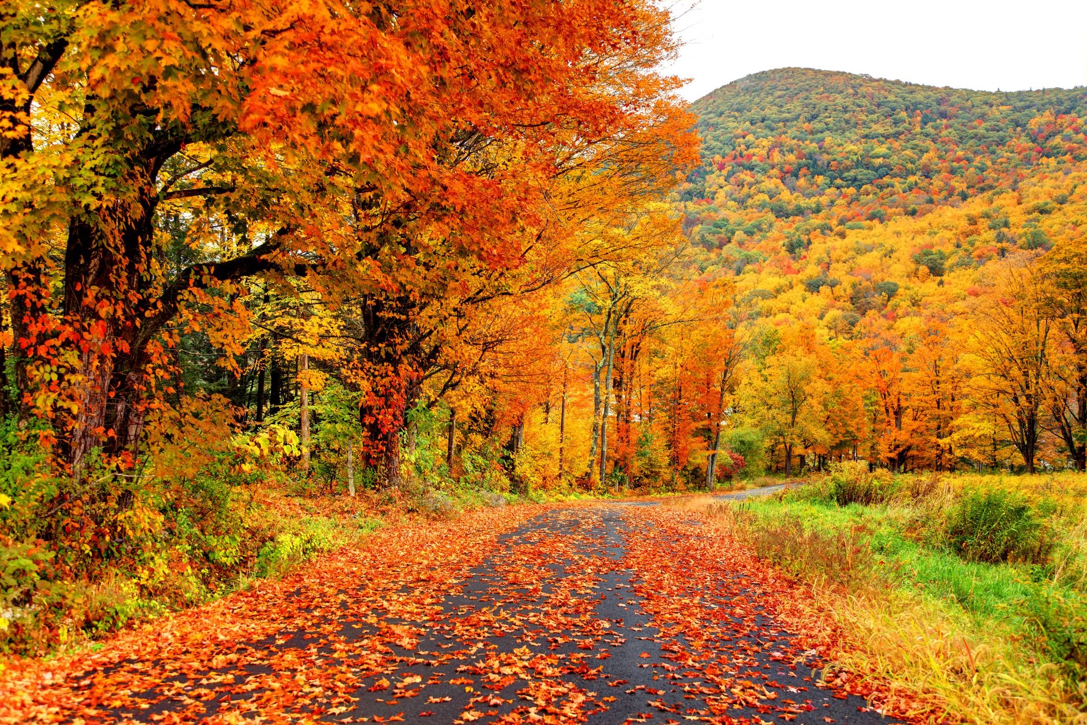 Осень. Природа осенью. Осенний листопад. Осень листопад. Осенний лес листопад.