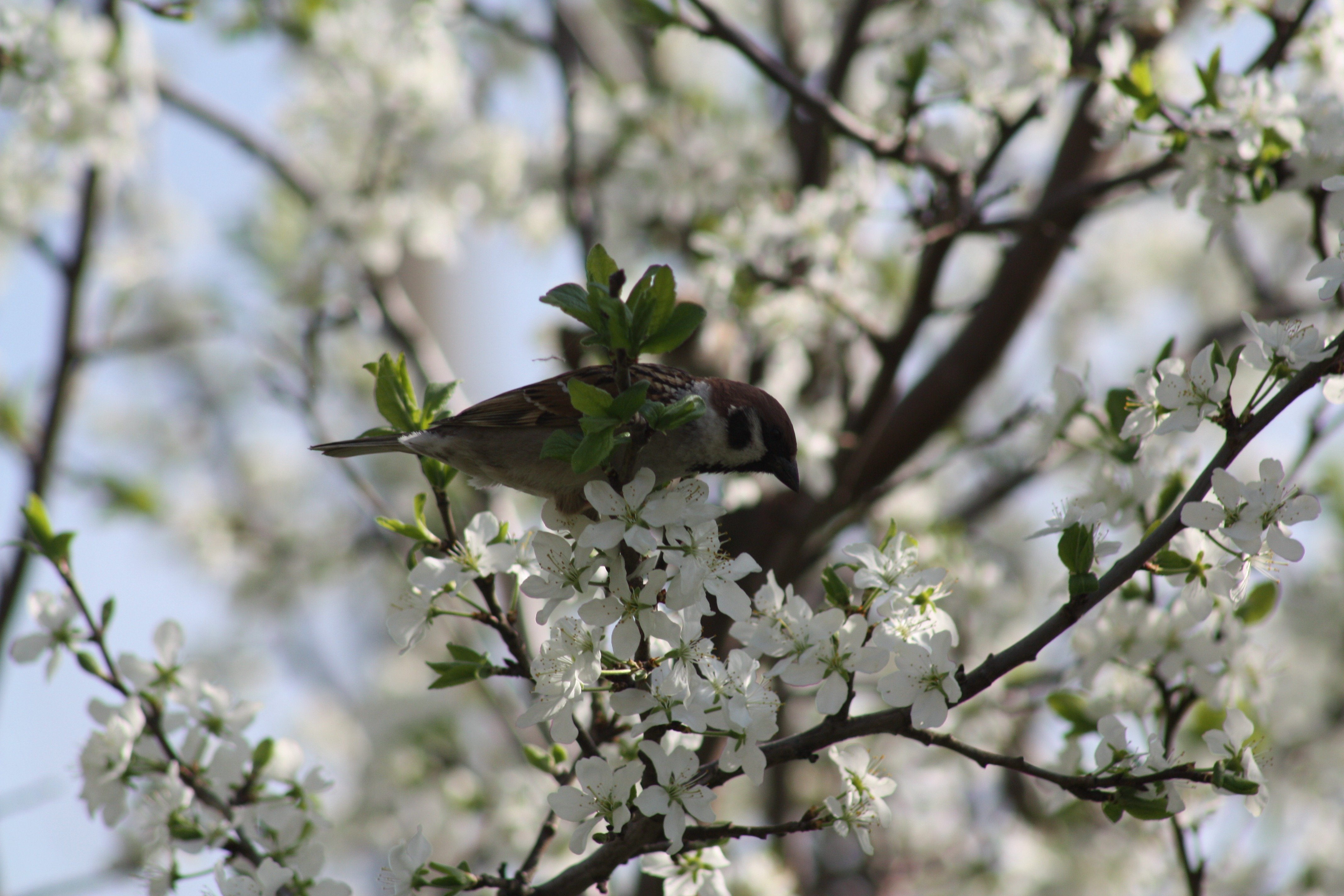 Что есть весной в природе. Весенняя природа. Птицы весной. Весенние птички.