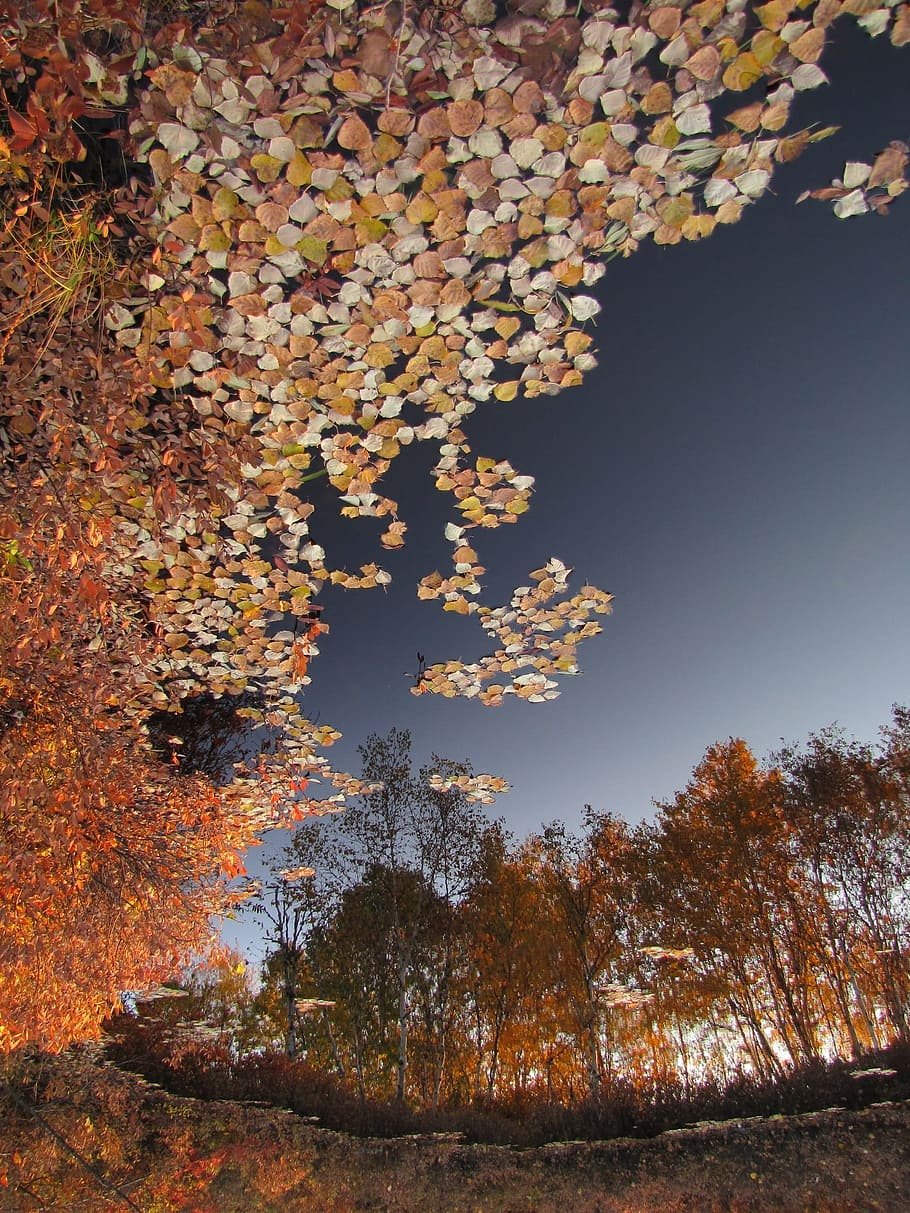 Осень опавшие листья (52 фото) - 52 фото