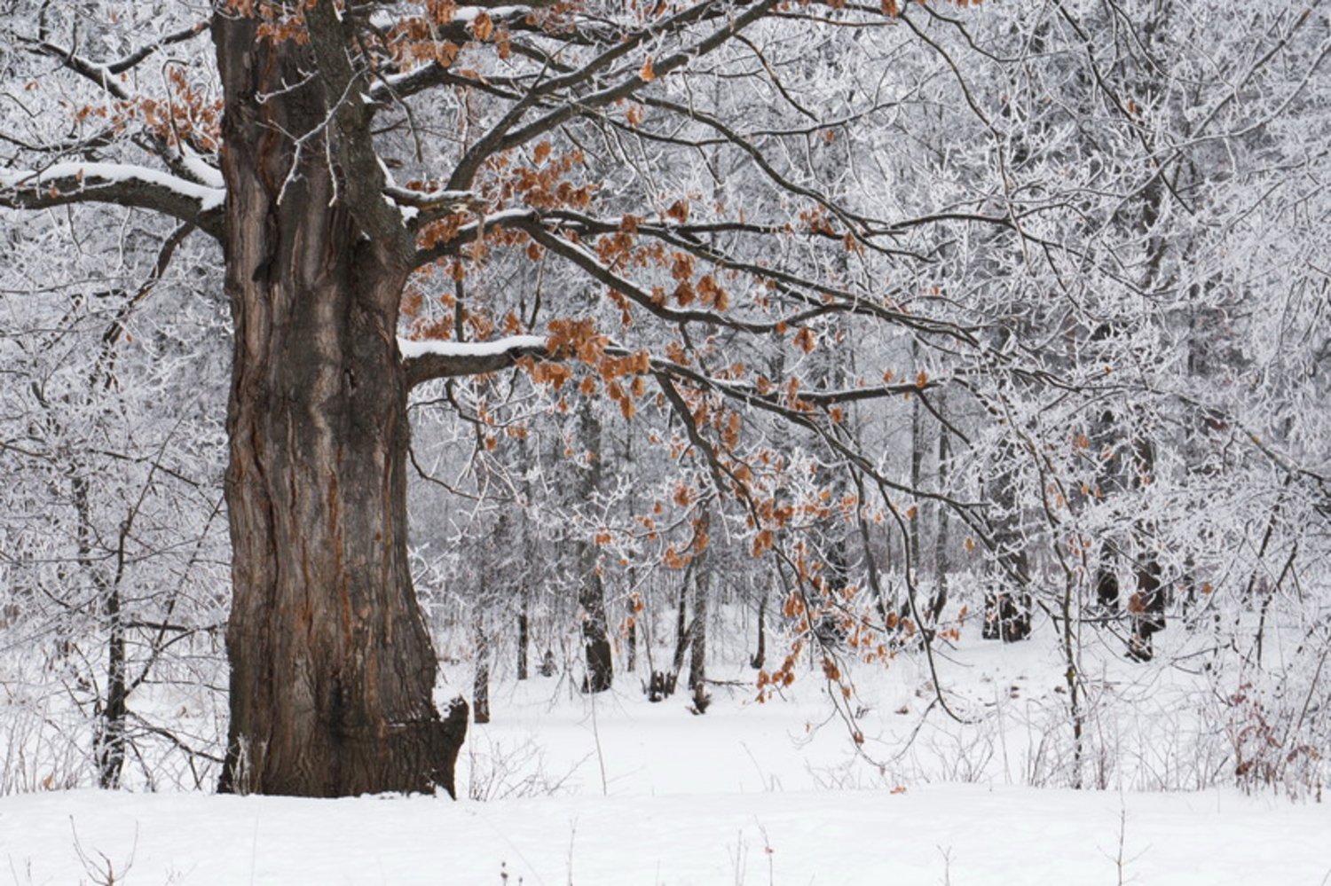 Как выглядит дерево зимой. Клен дерево зимой. Зимний дуб. Дуб зимой. Дуб в снегу.