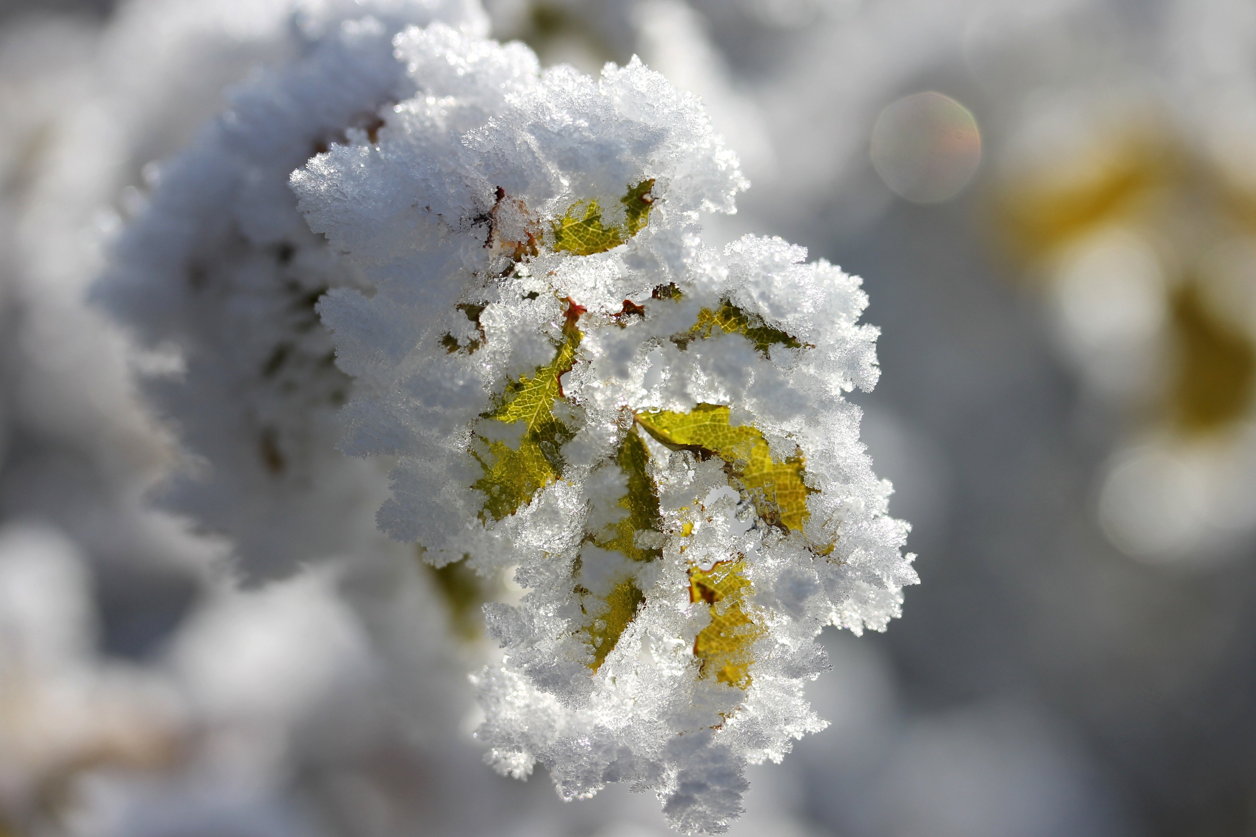 Пестрый снег. Зимние цветы. Цветы в снегу. Макросъемка зима. Морозные цветы.