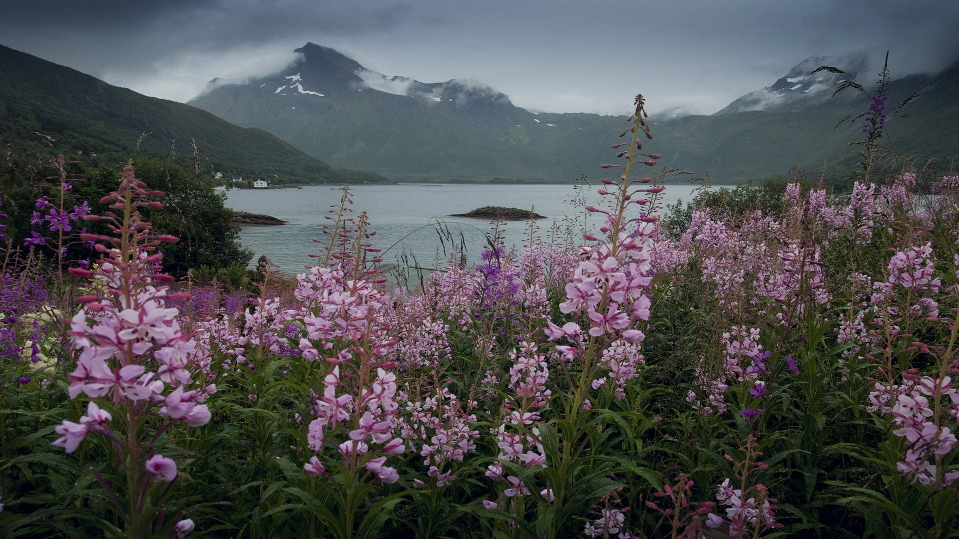Цветы норвегии. Флора Норвегии. Иван чай Норвегия. Скандинавия растения природа. Флора Норвегии цветы.