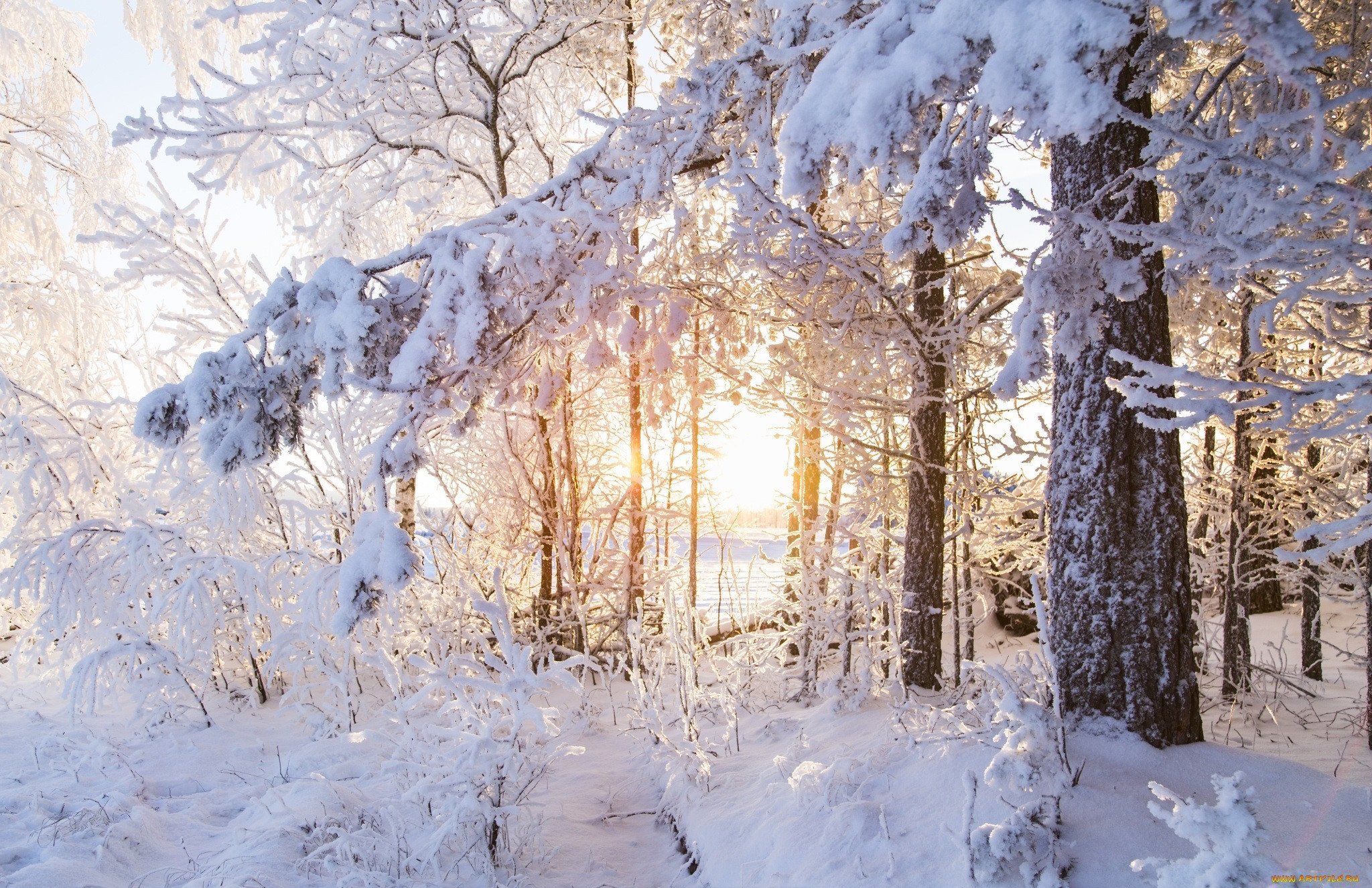 Теплая снежная зима. Зимой в лесу. Заснеженный лес. Солнечный зимний день в лесу. Морозный зимний лес.
