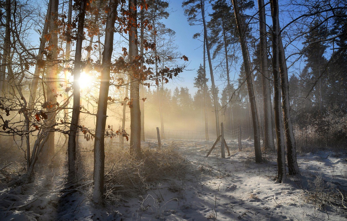 Утренний лес зимой