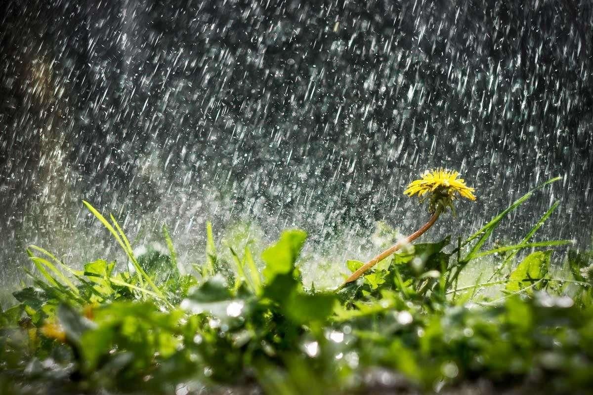 Лето дождь (60 фото) - 60 фото