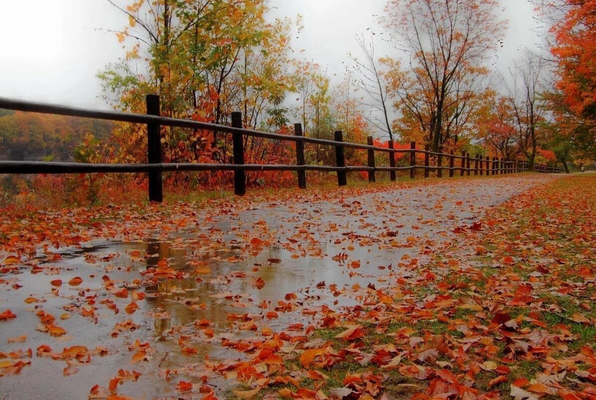 Природа осень дождь (57 фото) - 57 фото