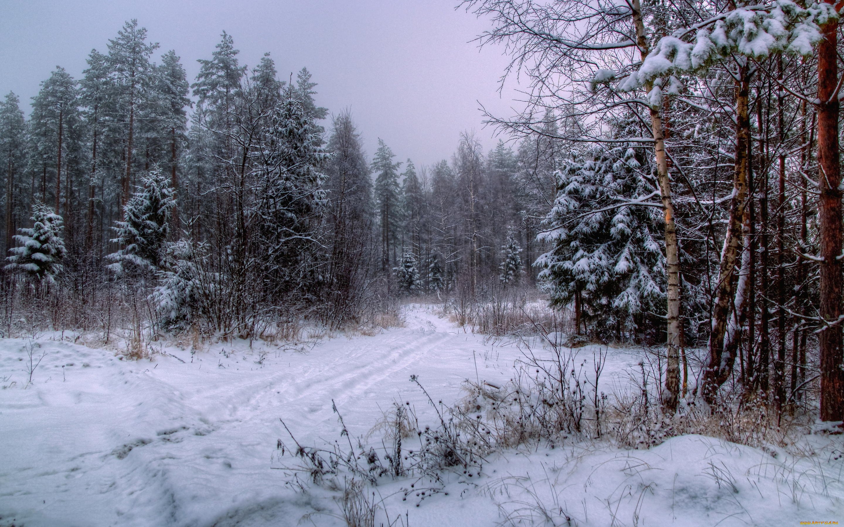 В тайге продолжительная холодная зима. Зима в лесу. Зимние леса. Пейзаж зимнего леса. Зимой в лесу.