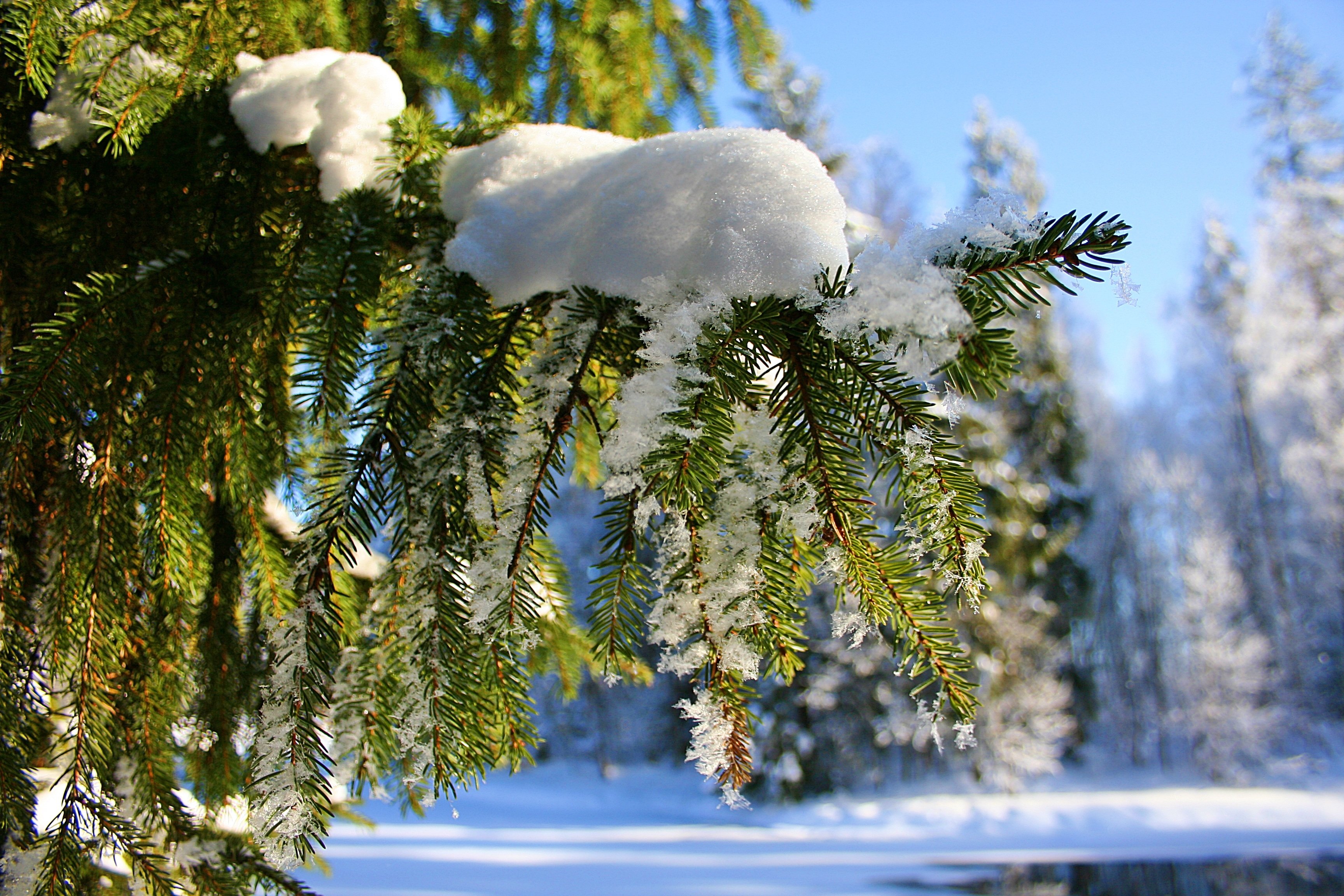 Январский день. Природа зимой. Февраль природа. Декабрь природа. Красота зимы.
