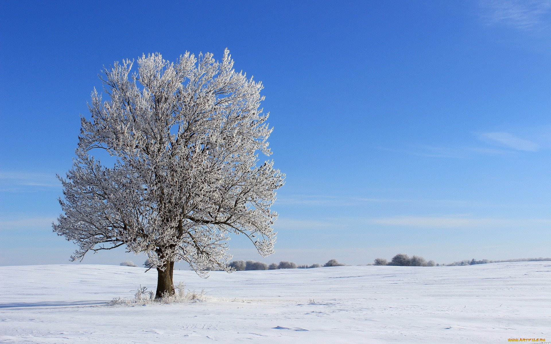 Как выглядит дерево зимой. Деревья зимой. Заснеженные деревья. Деревья в снегу. Зимнее поле.