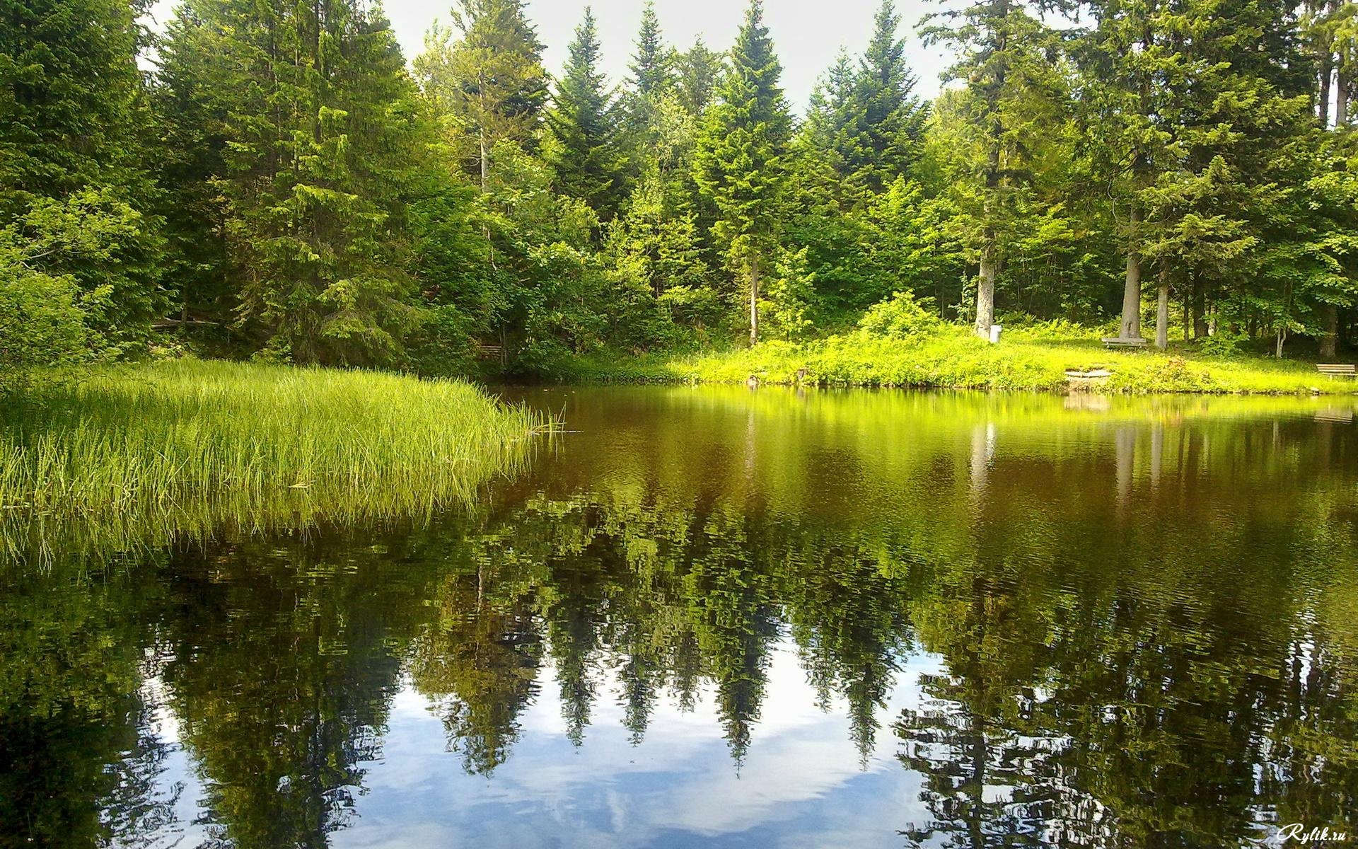 Фото лес река