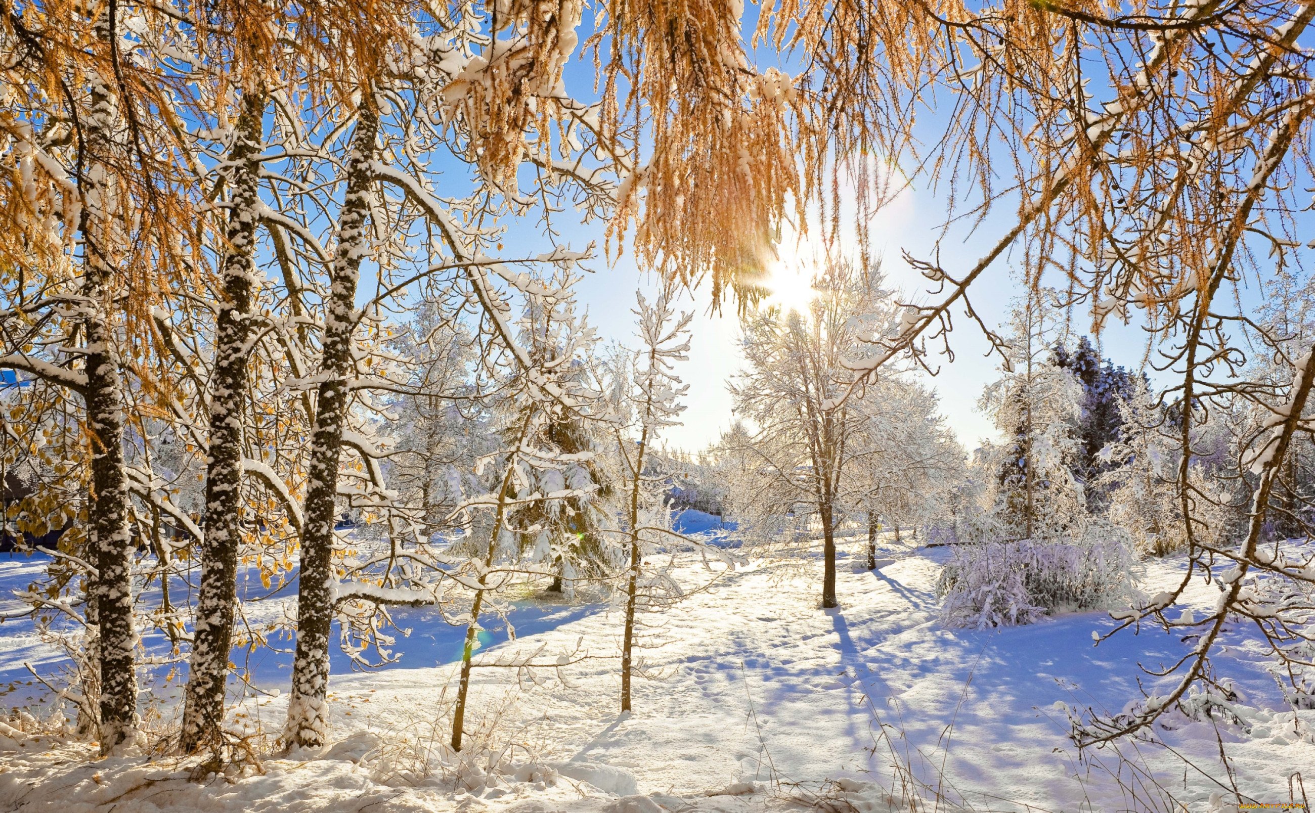 Зимний день зимняя куртка зимнее утро. Солнечный зимний день. Зима солнце. Февральский пейзаж. Ясный зимний день.