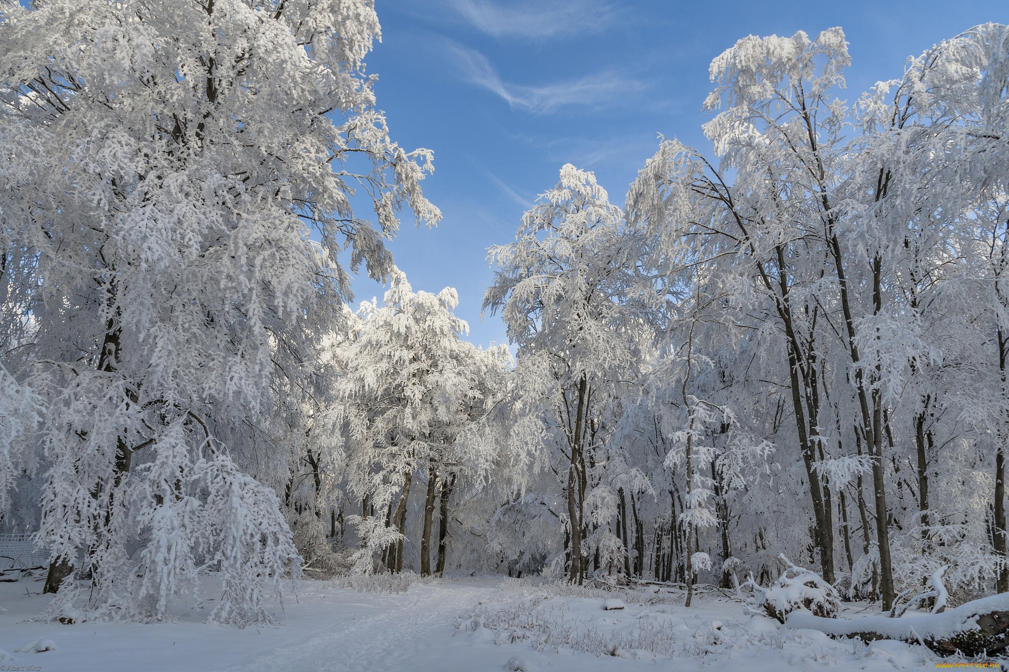 Зима картинки. Зимний лес. Снежные деревья. Лиственный лес зимой. Деревья в серебре.