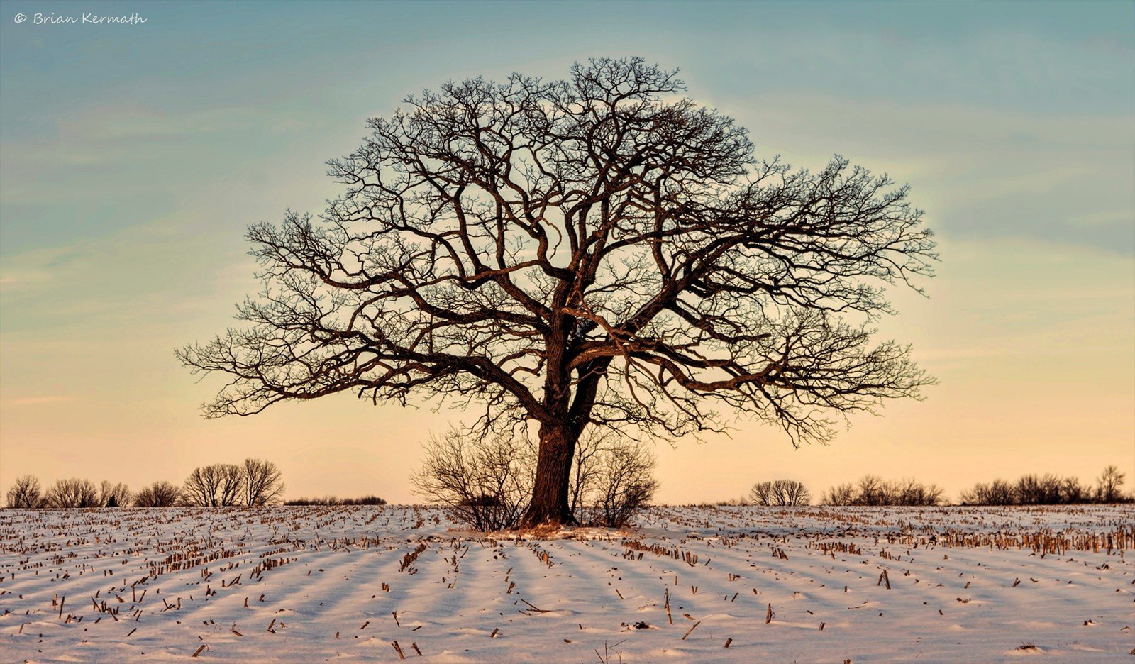 Как выглядит дерево зимой. Дуб зимой. Деревья зимой. Дерево дуб зимой. Развесистое дерево.