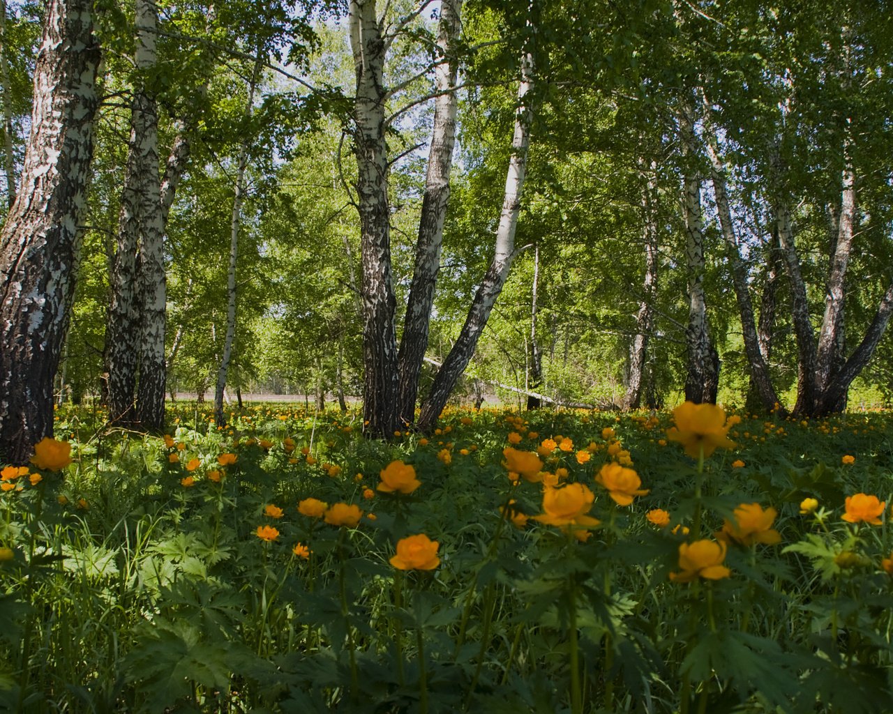 Фото природы летом