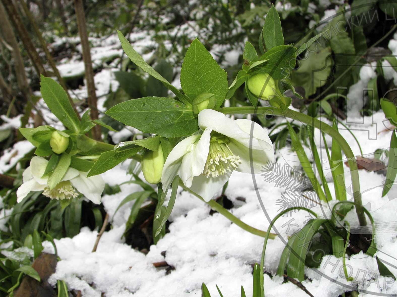 Зимовник цветок. Морозник Лесной кавказский. Морозник геллеборус. Морозник кавказский цветок. Зимовник морозник.