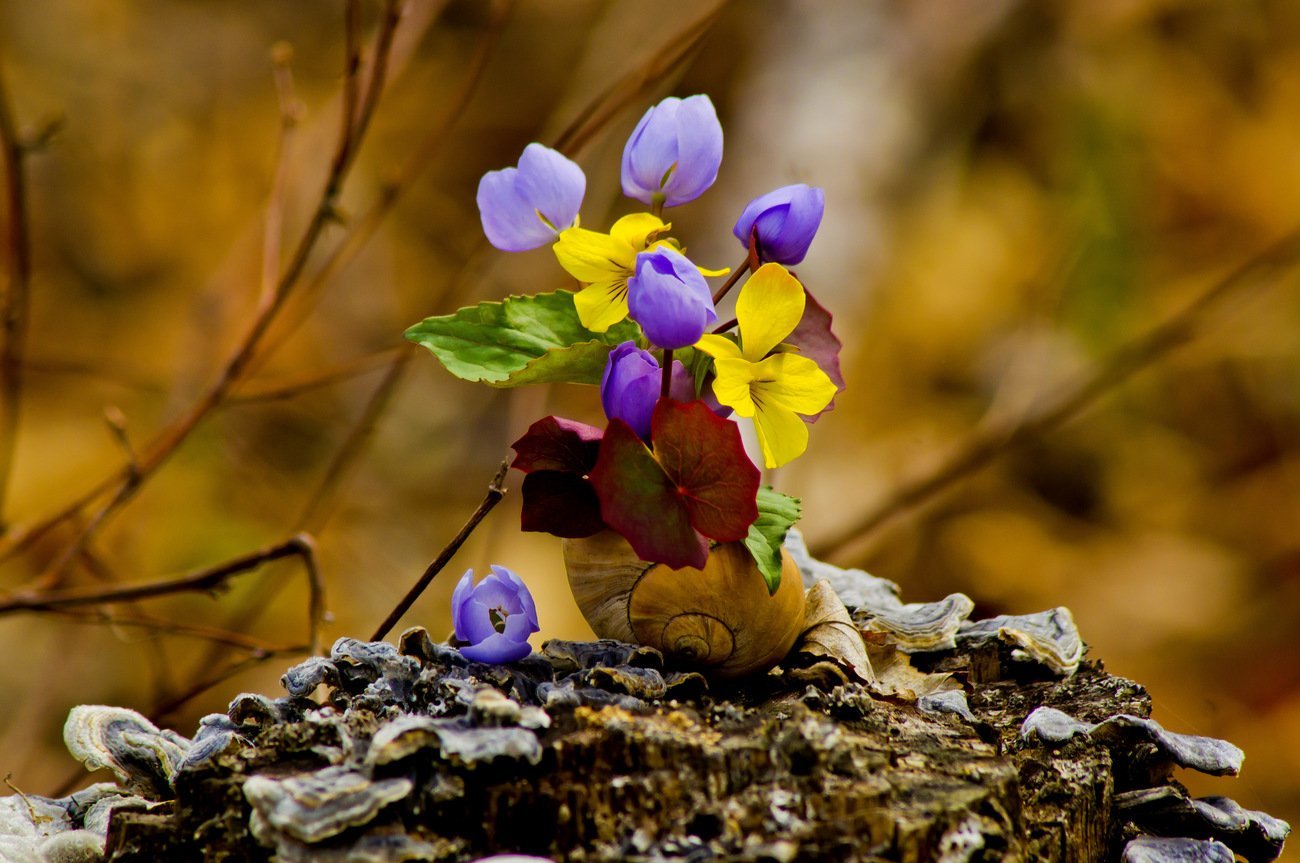 Весенние цветы в природе. “Пробуждение весны” Ведекинда. Пробуждение природы весной.