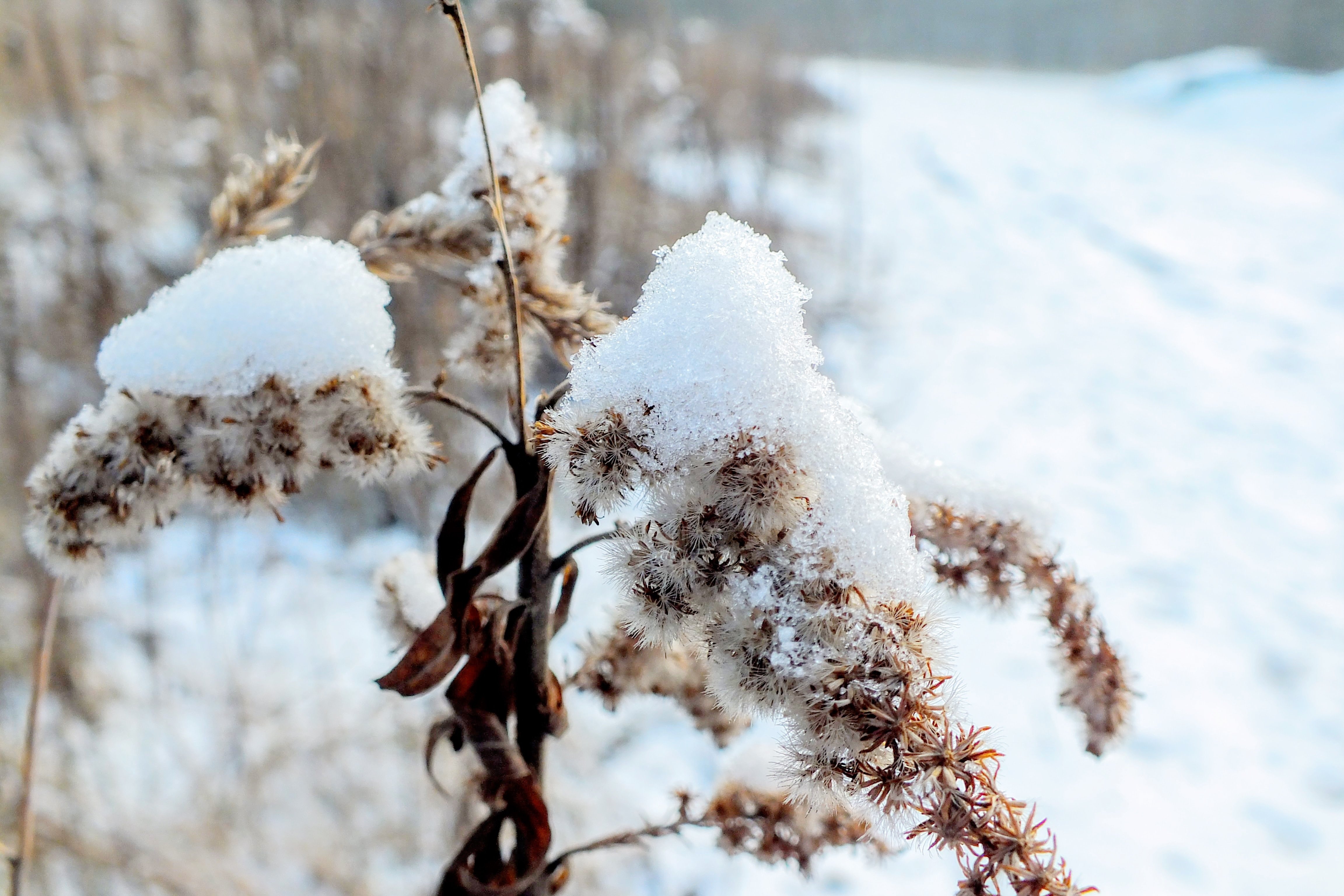 Цветков сугробов. Растения зимой. Трава зимой. Растения в снегу. Растения под снегом.
