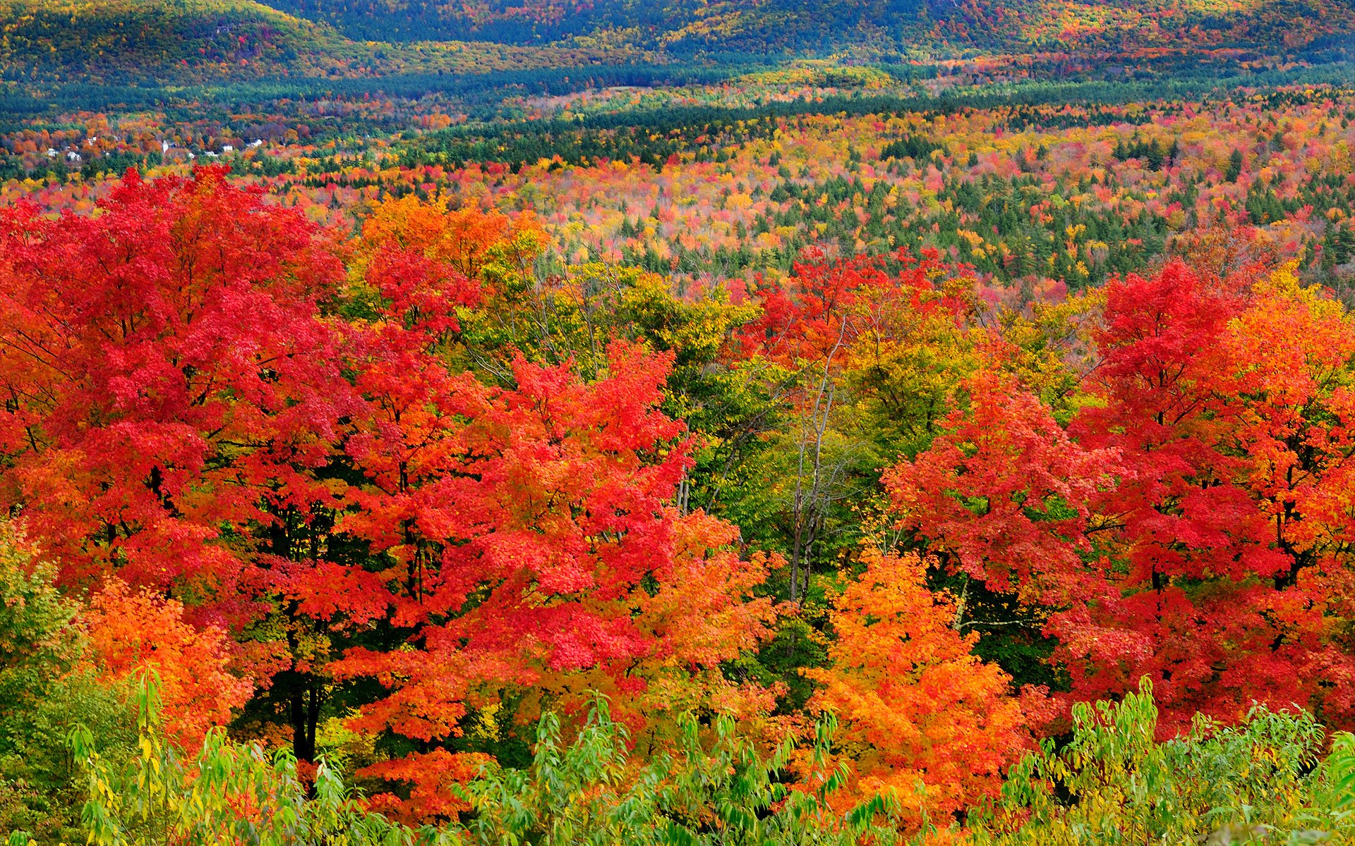 Виды осеннего леса. Осенний кленовый лес Вайоминг. Краски осени. Осенние краски природы. Красивая осень.