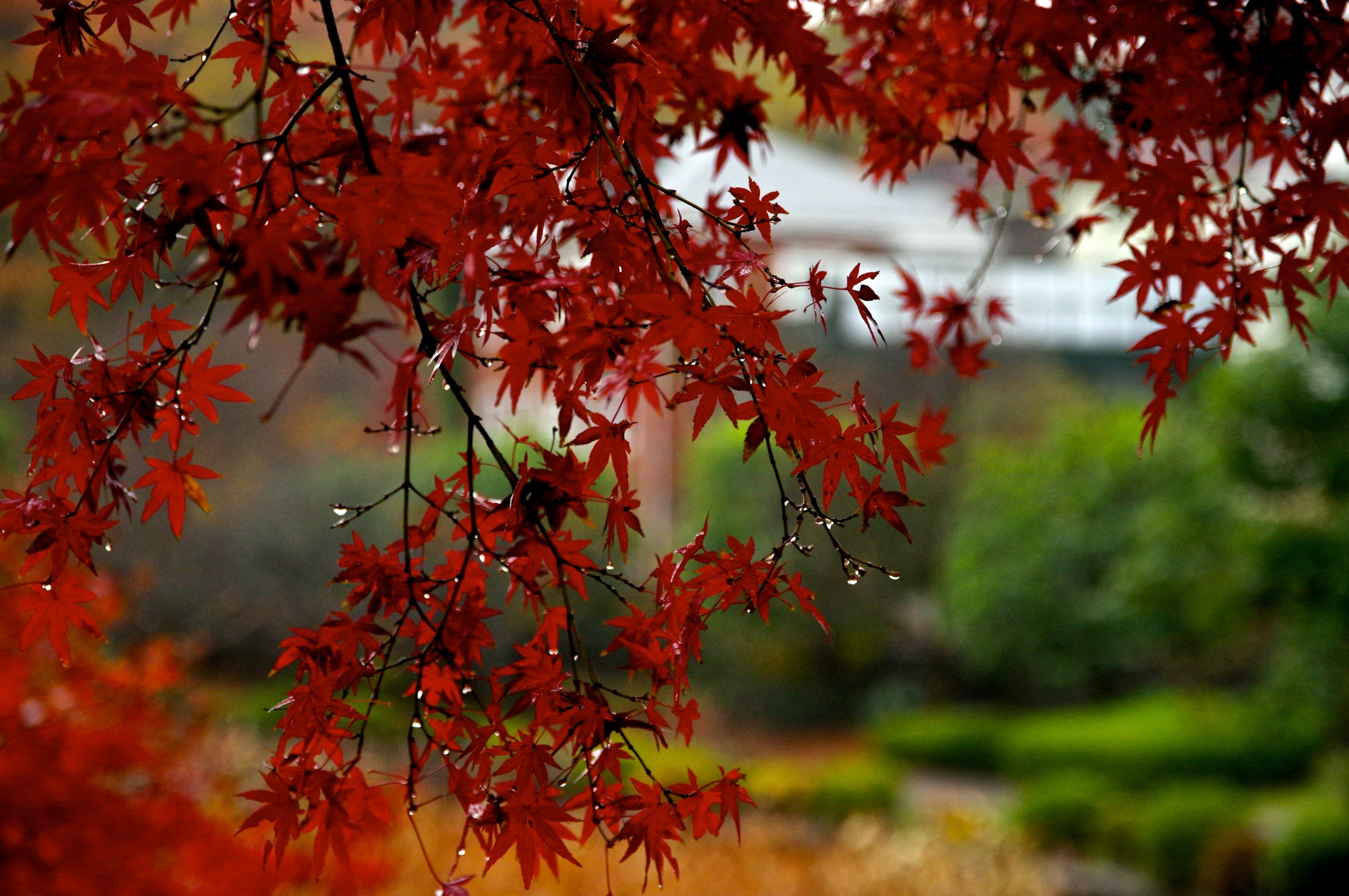 Багряный сентябрь. Осень дождь. Осенний куст. Красный лист. Фото осень дождь.