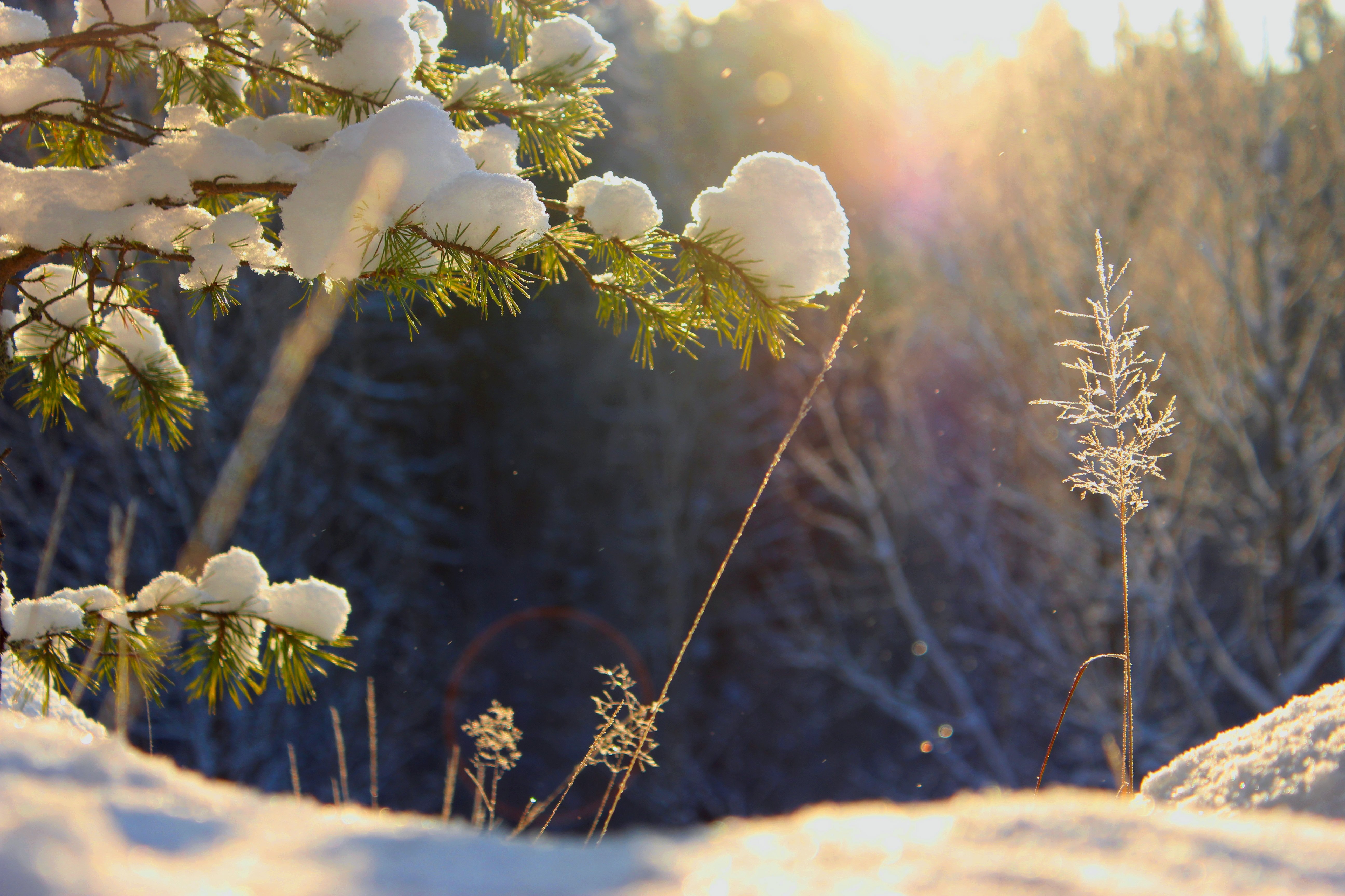 Март утро картинки красивые природе. Декабрь природа. Февраль природа. Солнечный зимний день. Снег и солнце.