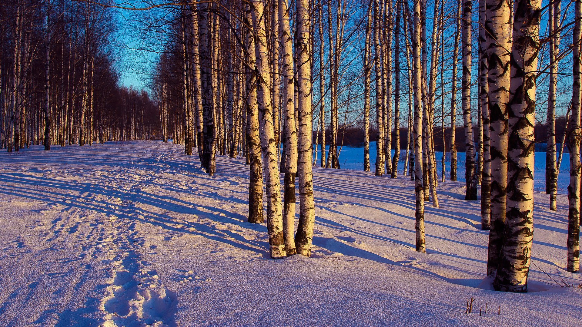 Впр на склоне зимы веселее становится февральский. Березовая роща Тула. Зимний лес. Пейзаж зимнего леса. Зимой в лесу.
