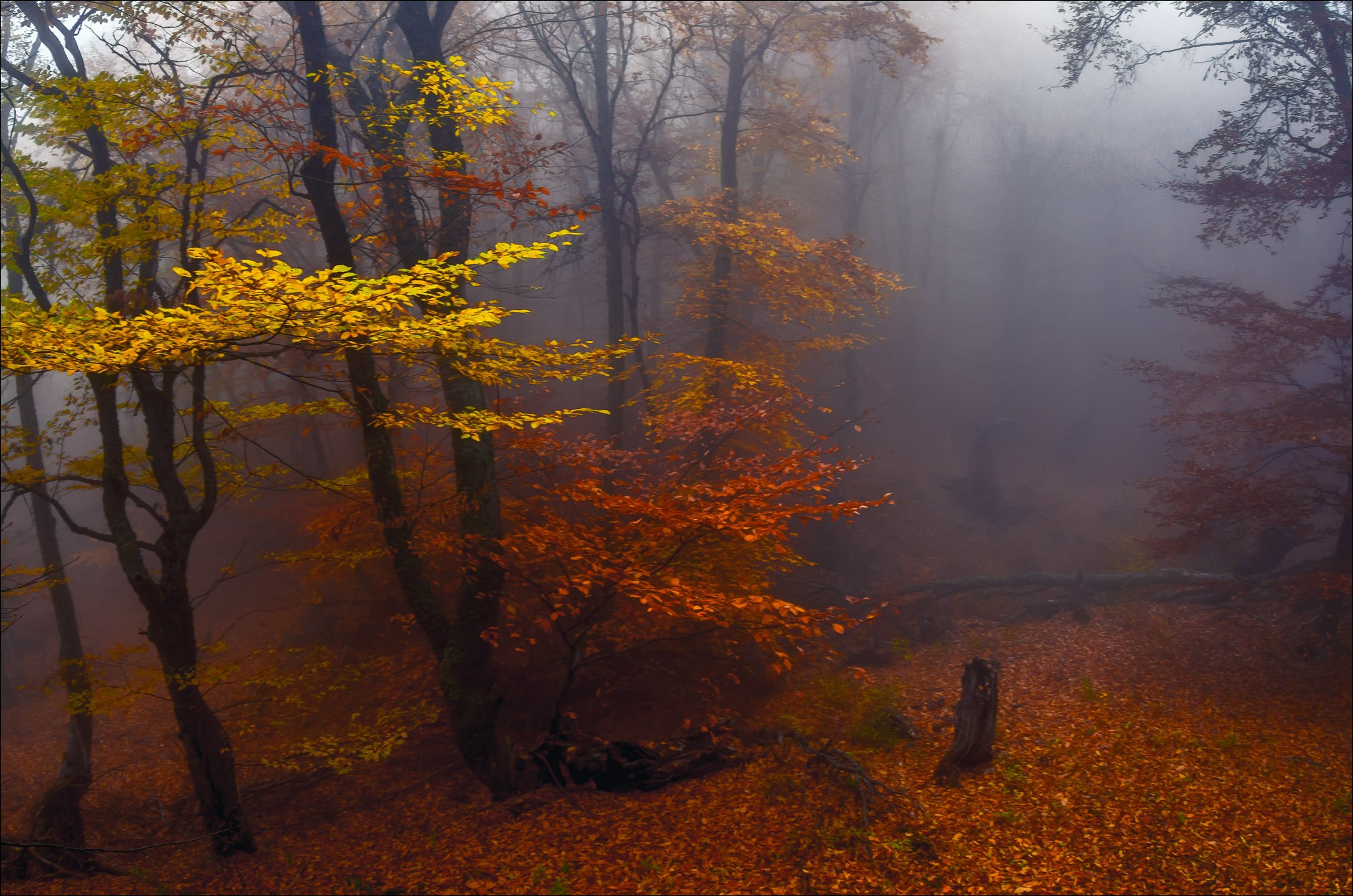 Беззвучная тишина. Осенний лес. Осень в лесу. Осень туман. Осенний туман.