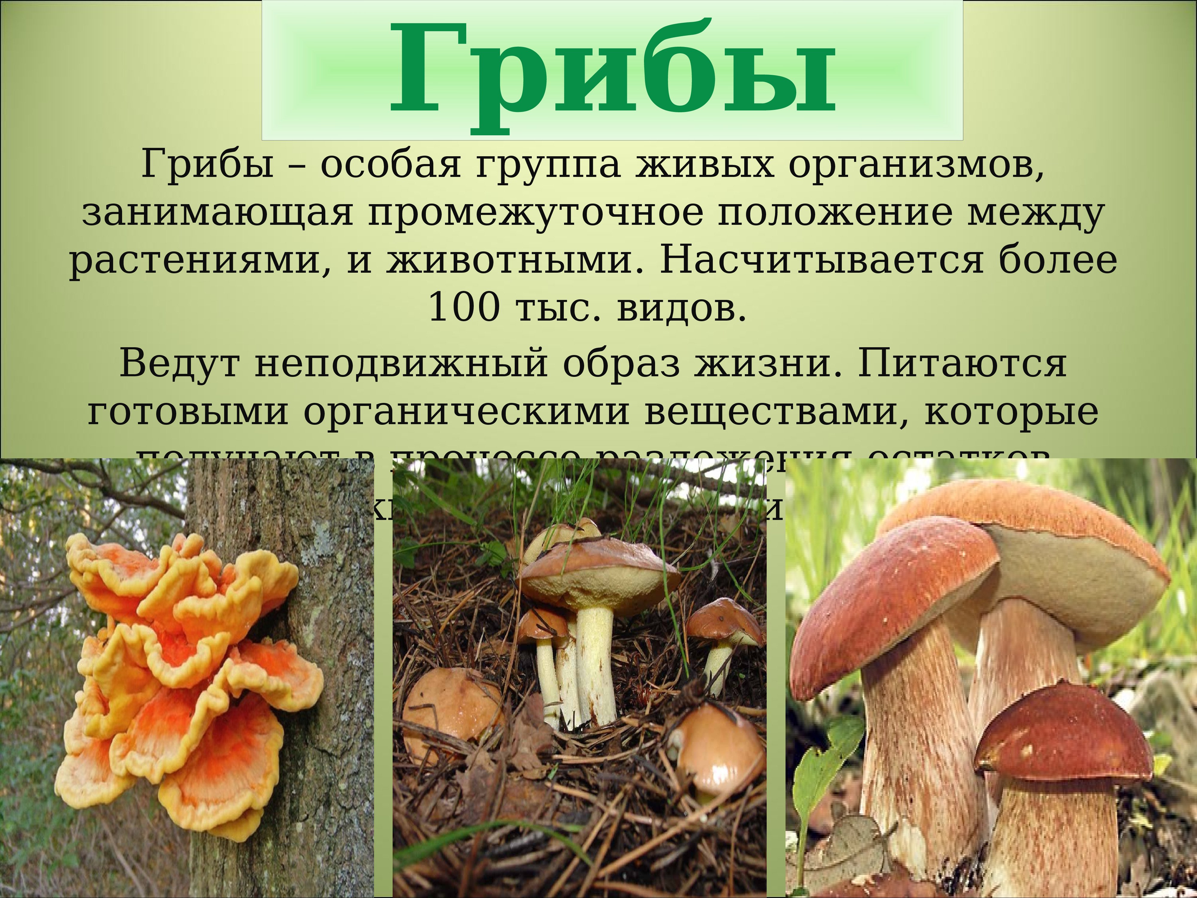 Какие классы есть в природе. Царство грибы многообразие грибов. Царства живых организмов грибы. Грибы особое царство живых организмов. Царство грибов презентация.