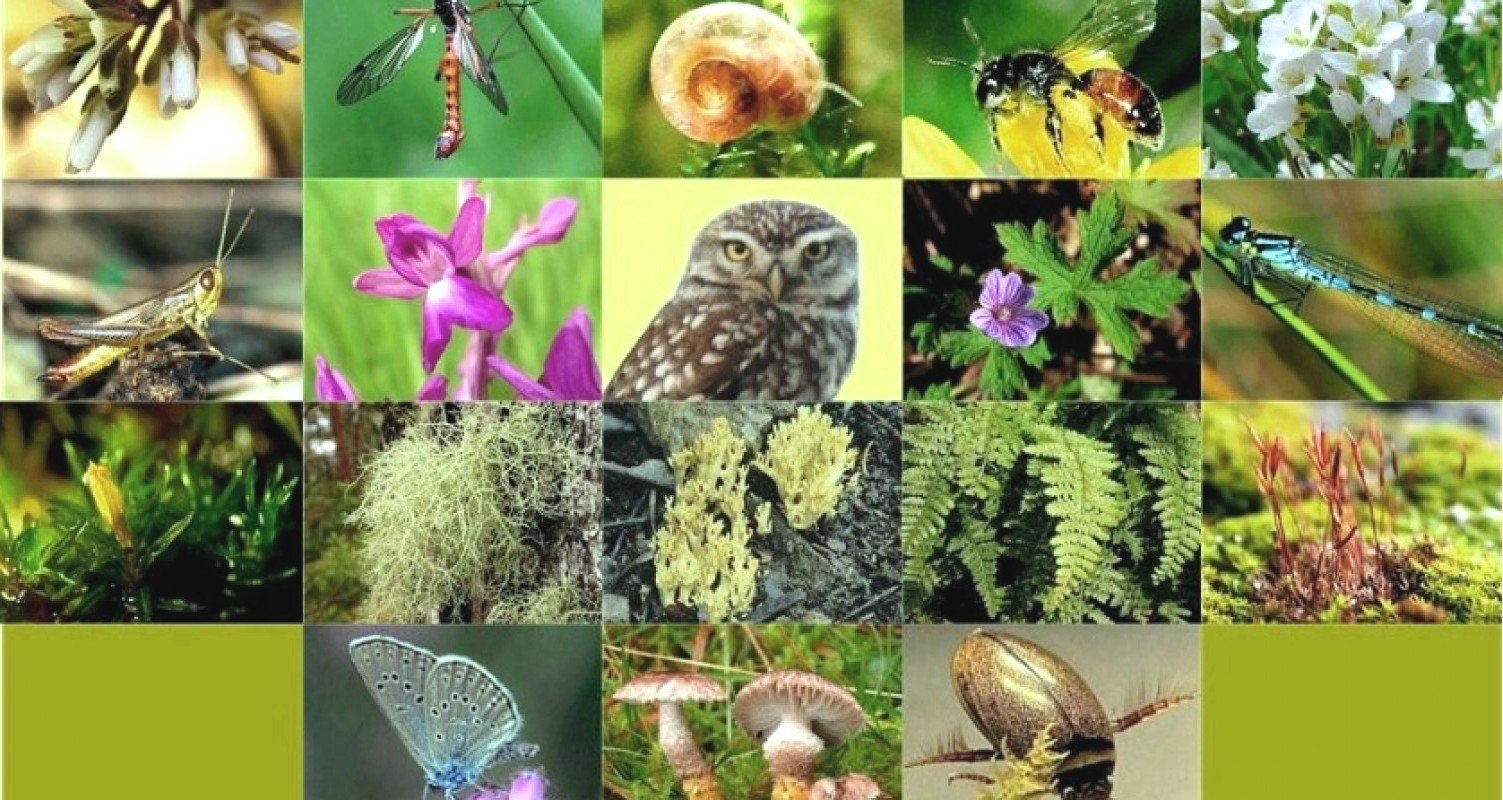 Сокращение видового разнообразия животных. Биологическое разнообразие. Природа животные и растения. Растительный мир разнообразен.