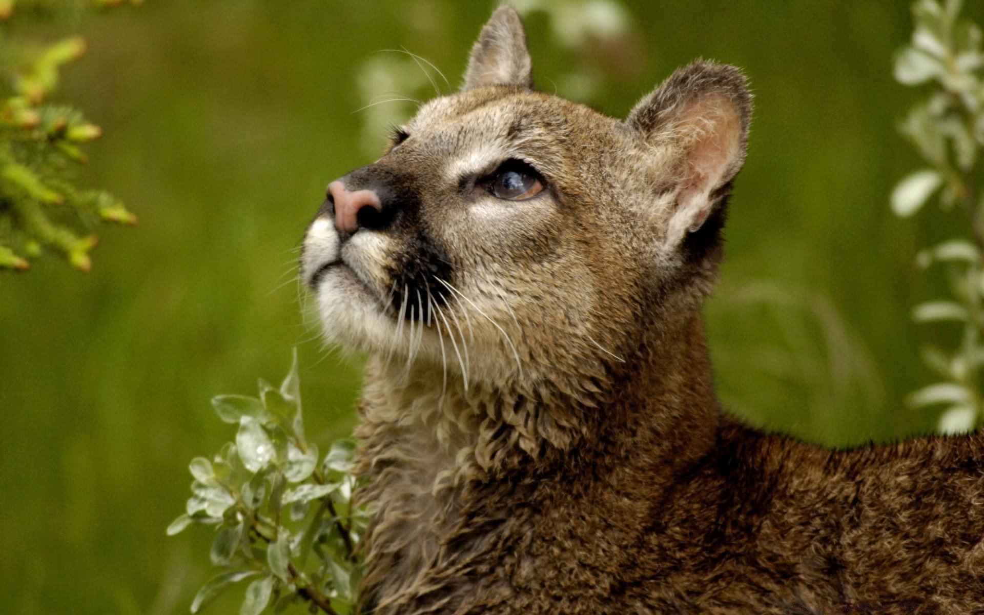 Дика пума. Puma concolor costaricensis. Карликовая Пума. Чилийская патагонская Пума. Puma concolor Puma.