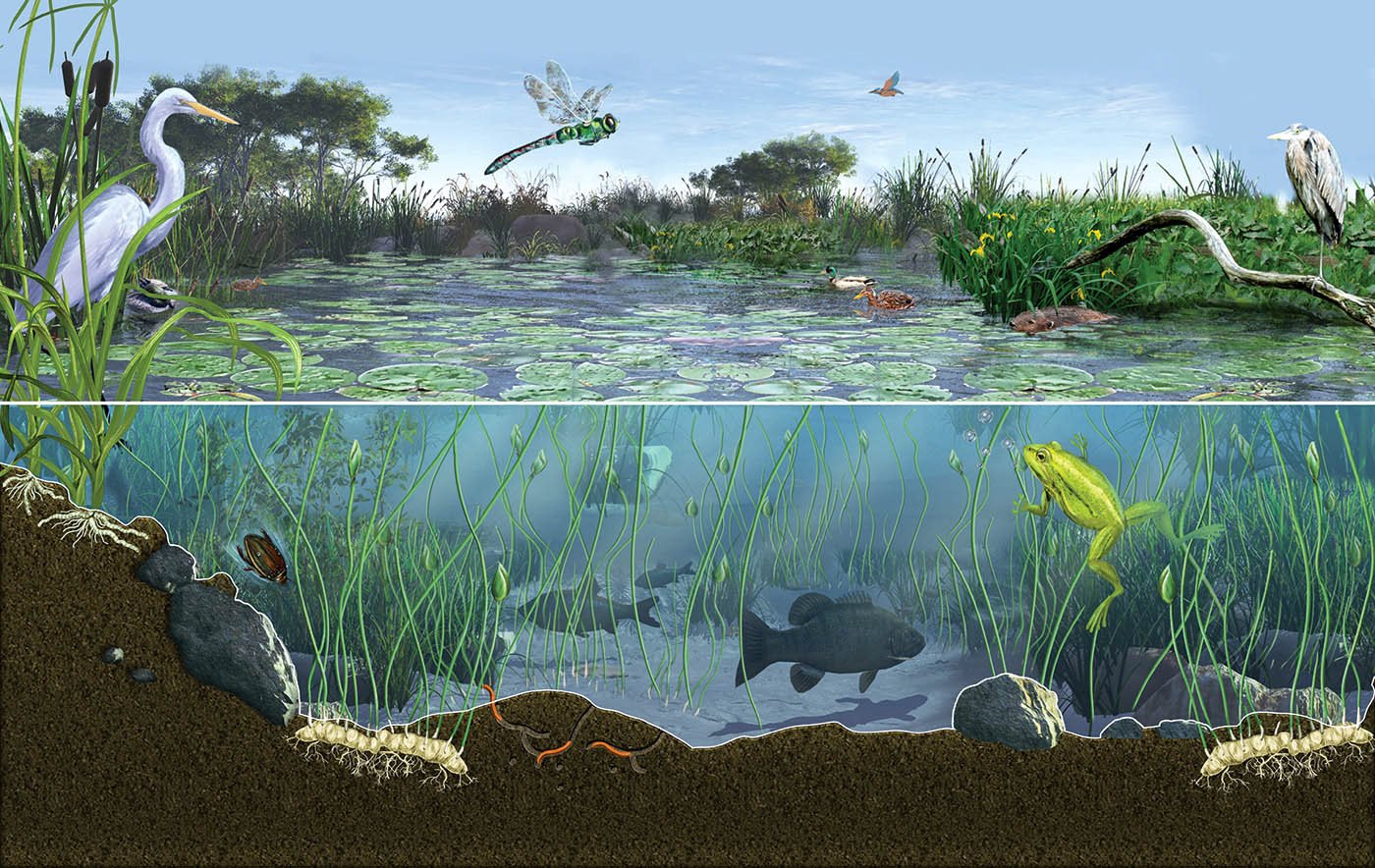 Экосистема пруд биоценоз
