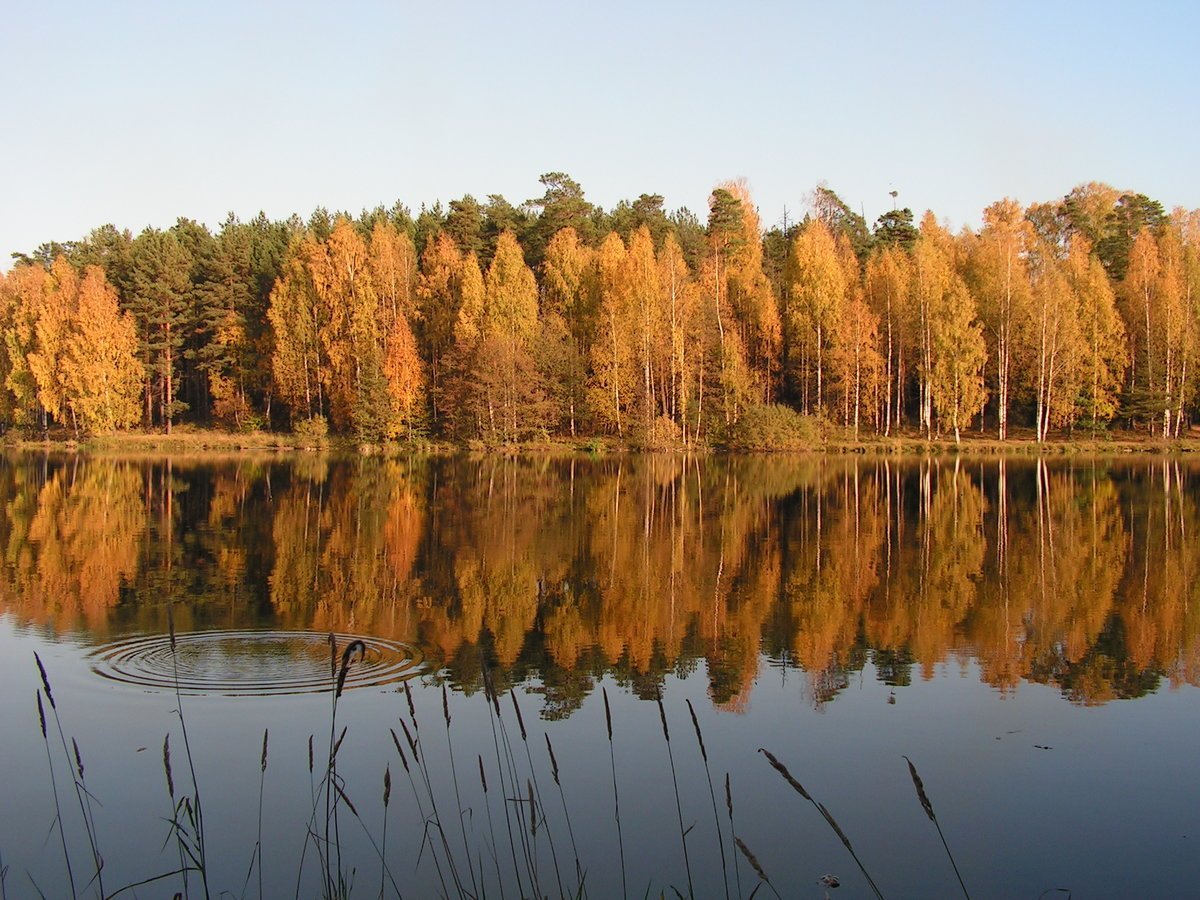 парк харинка зимой