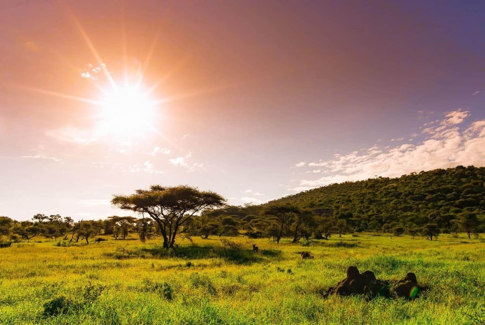 Кения особенности страны. Саванна Серенгети Танзания. Национальный парк Серенгети климат. Саванна Килиманджаро. Национальный парк Серенгети, Танзания закат.