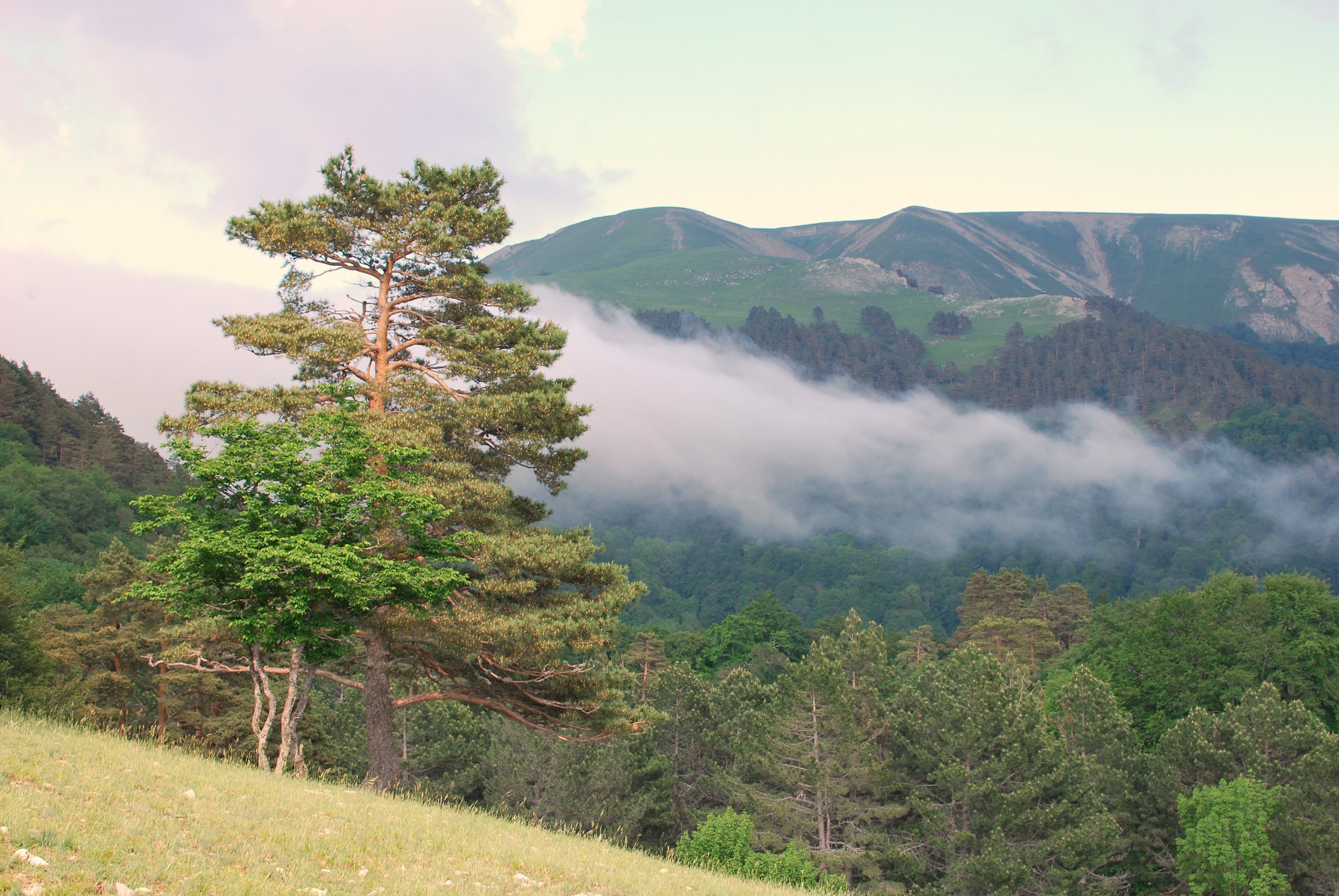 Алуштинский Крымский заповедник