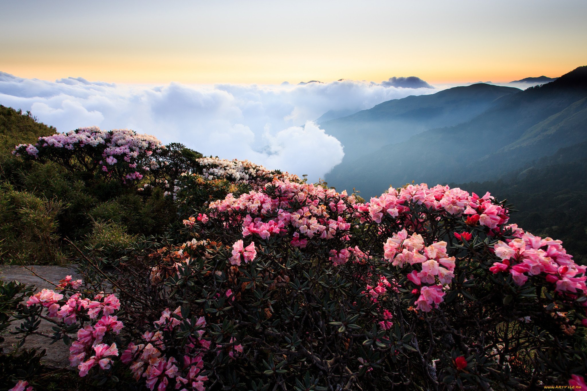 Mountain flower. Рододендрон Саган дайля. Саган дайля цветы. Рододендрон Адамса. Саган дайля куст.