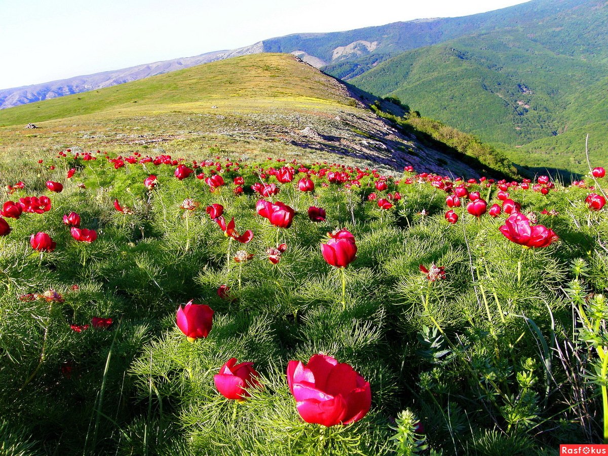 Дикий пион в крыму фото