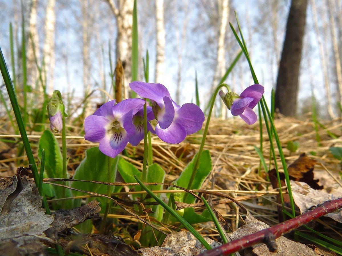 Как растут фиалки в дикой природе фото