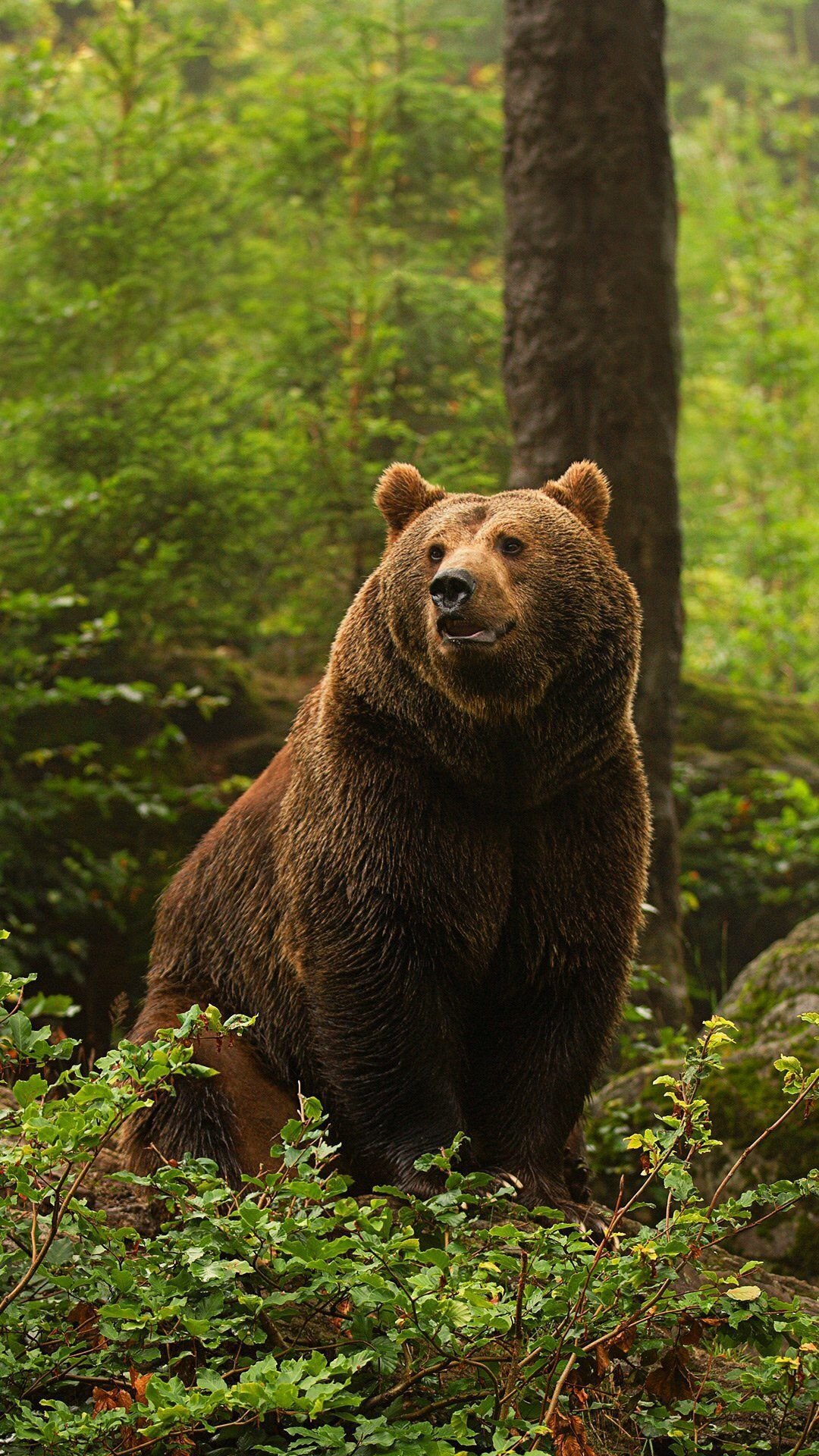 взрослый медведь фото