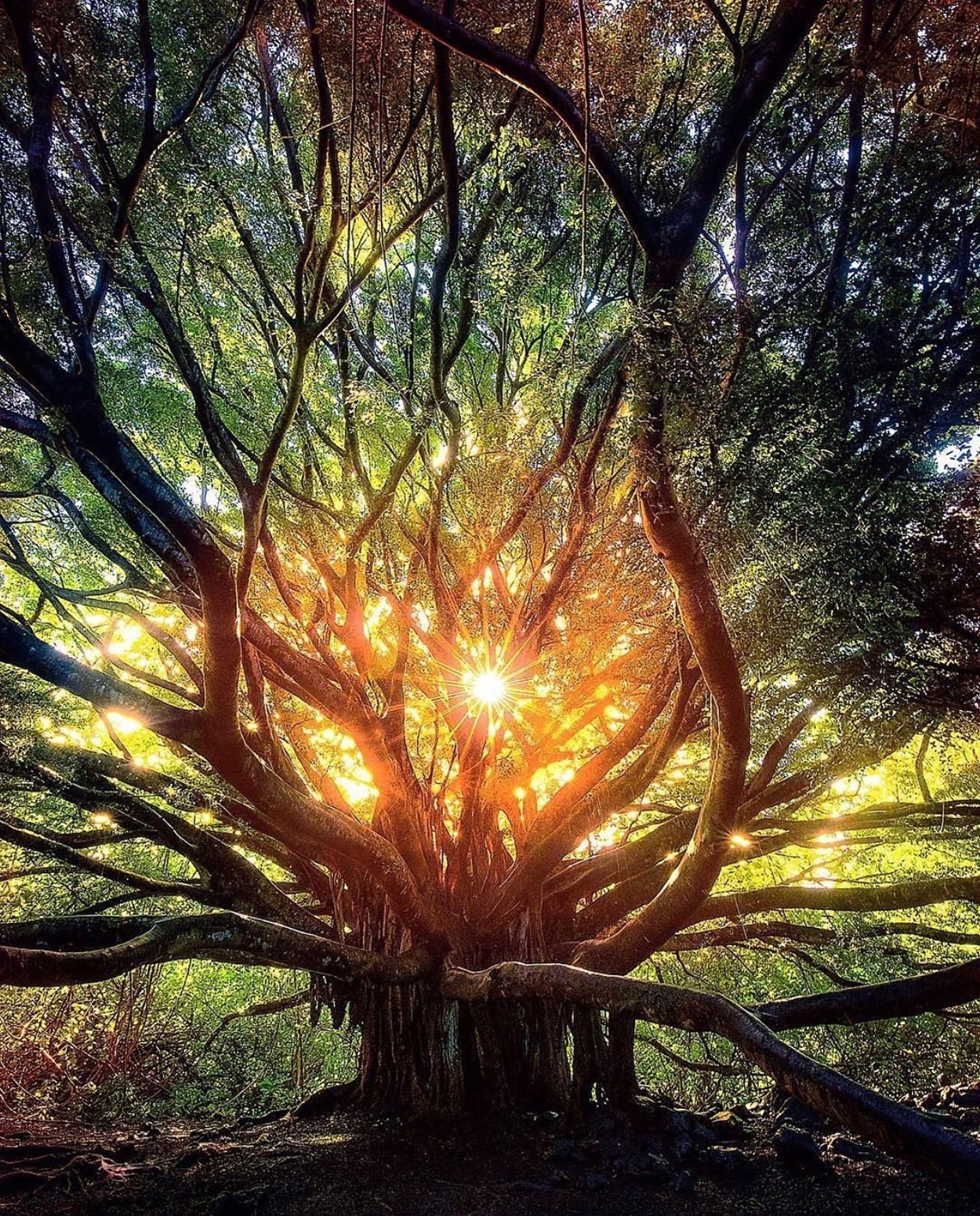 Чудо картинки. Красивое дерево. Магическое дерево. Волшебное дерево. "Солнце в лесу".