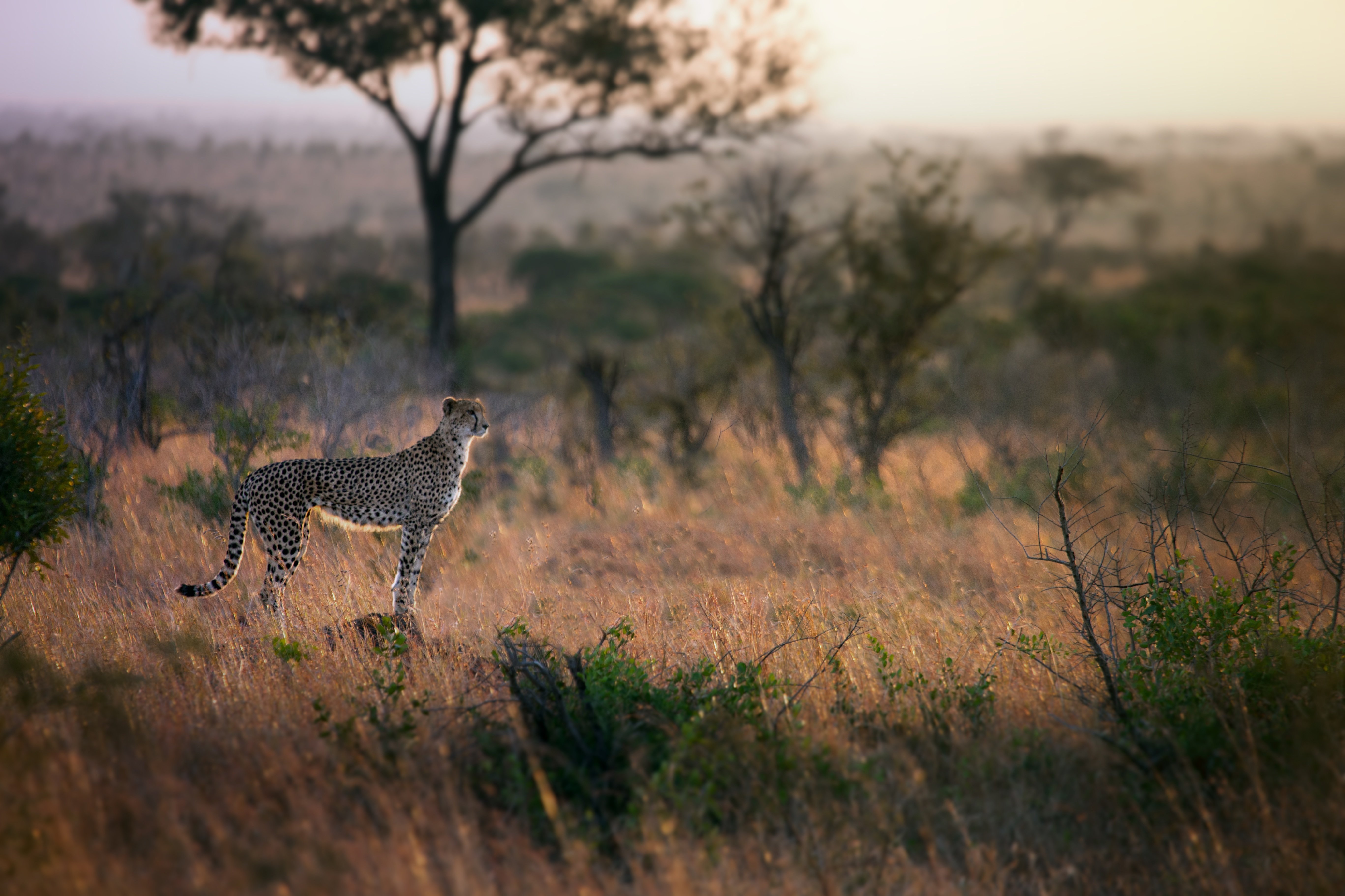 Дикая природа сообщение. Гепард в саванне. Африка Саванна гепард. Саванна сафари. ЮАР гепард.