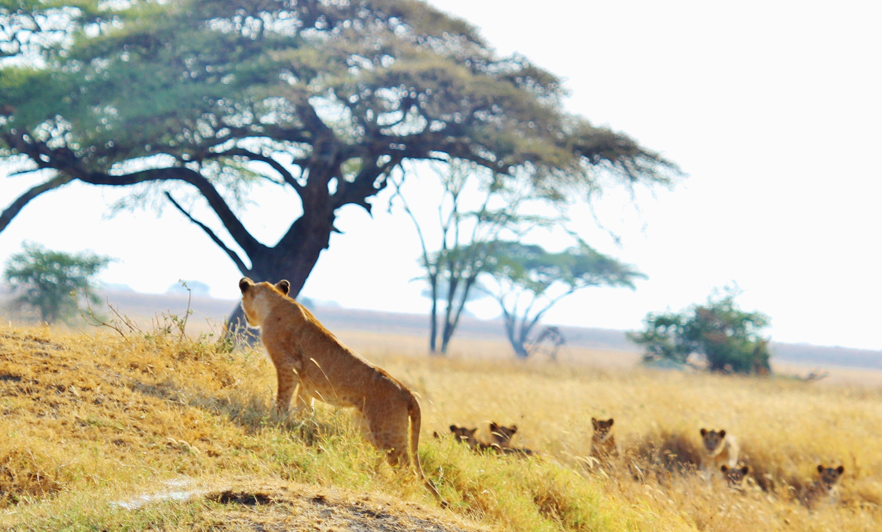 Дикая природа африки. Львы в саванне. Серенгети Танзания дерево львица. Саванна Южной Америки Лев. Львы и антилопы в Танзании.