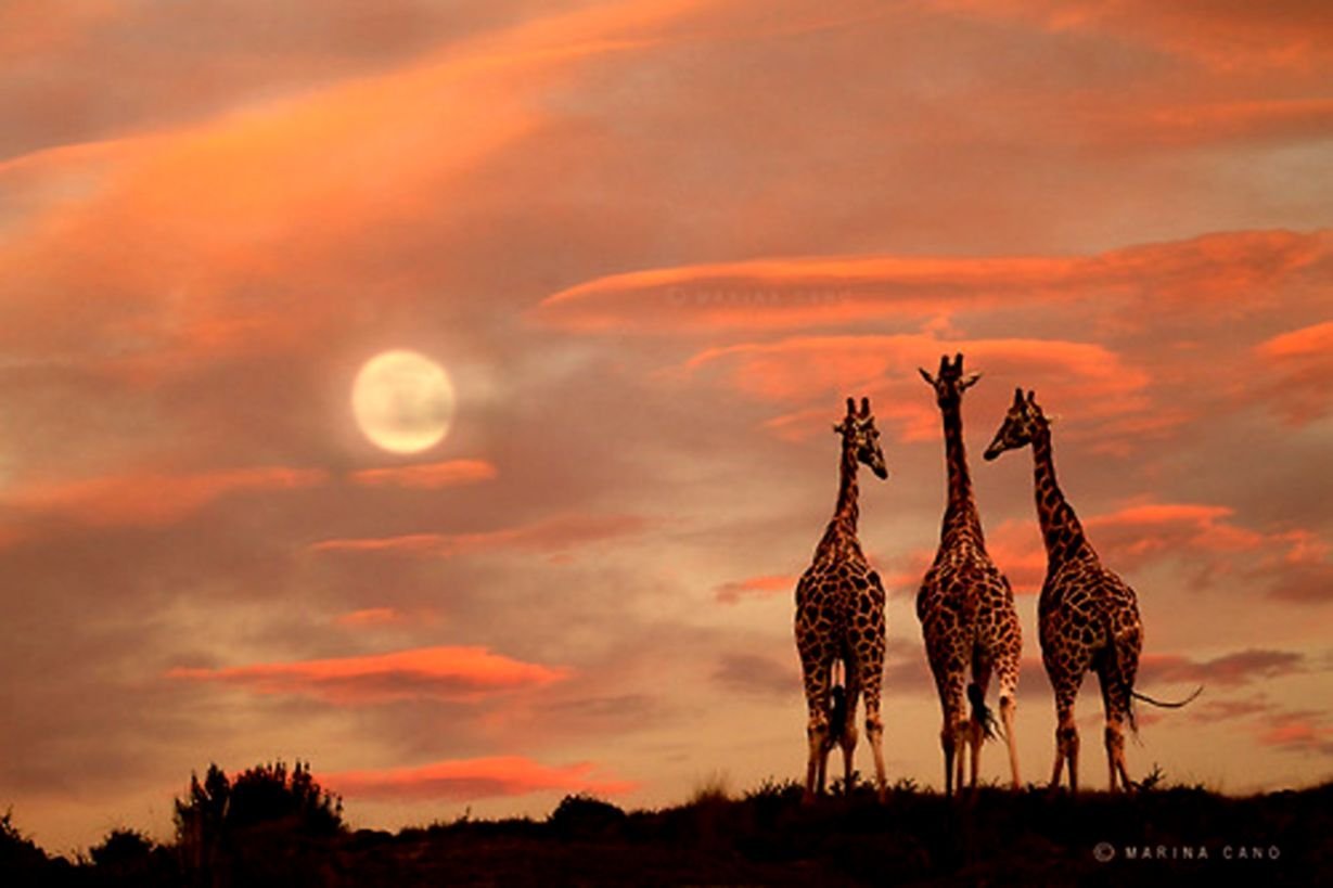 Животные невиданной красы. Дикая природа. Природа Африки. Дикая природа Африки. Жирафы в саванне.