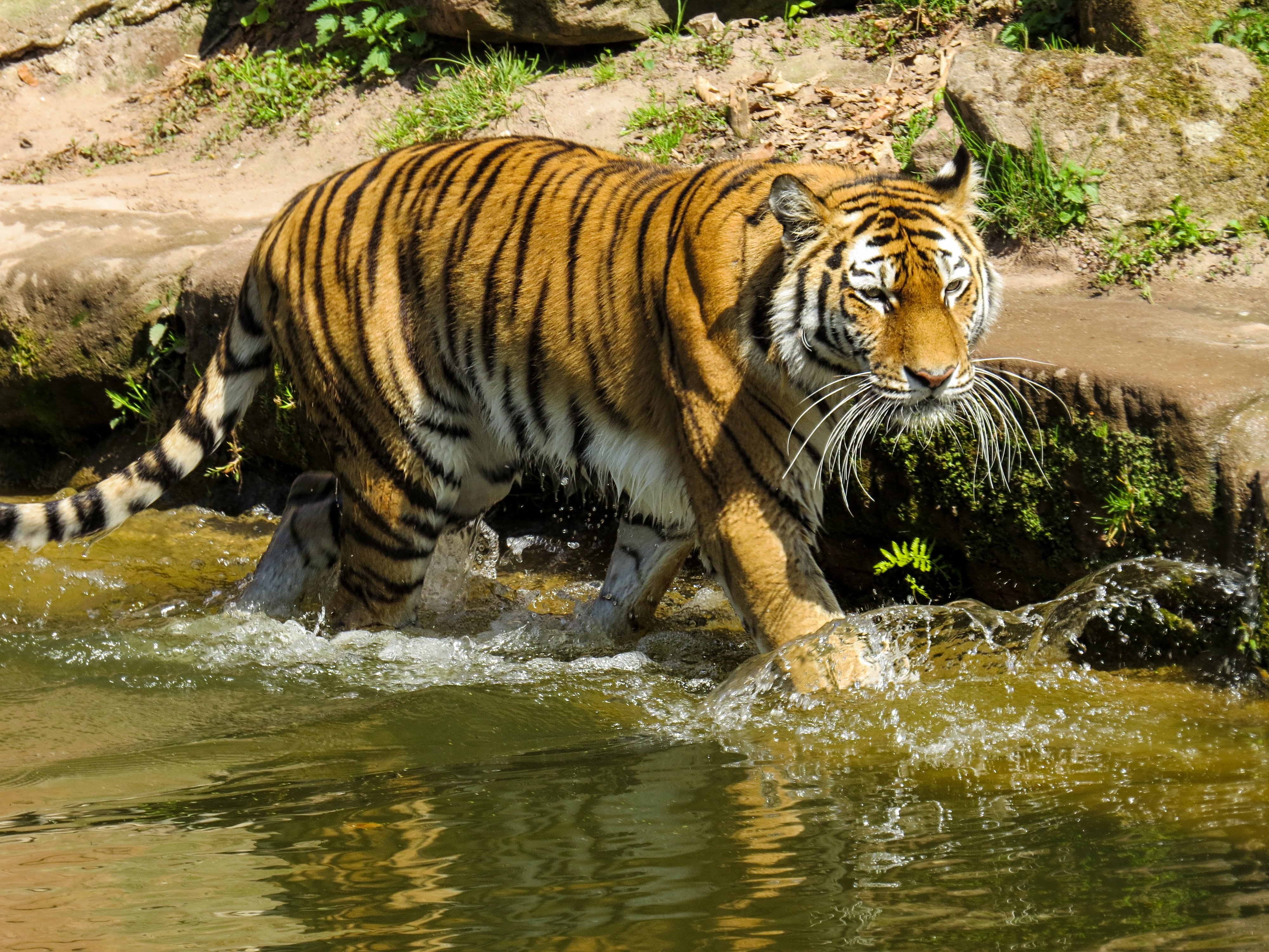 Покажите дикую природу. Амурский тигр. Карликовый бенгальский тигр. Королевский тигр. Рыба тигр Негев.