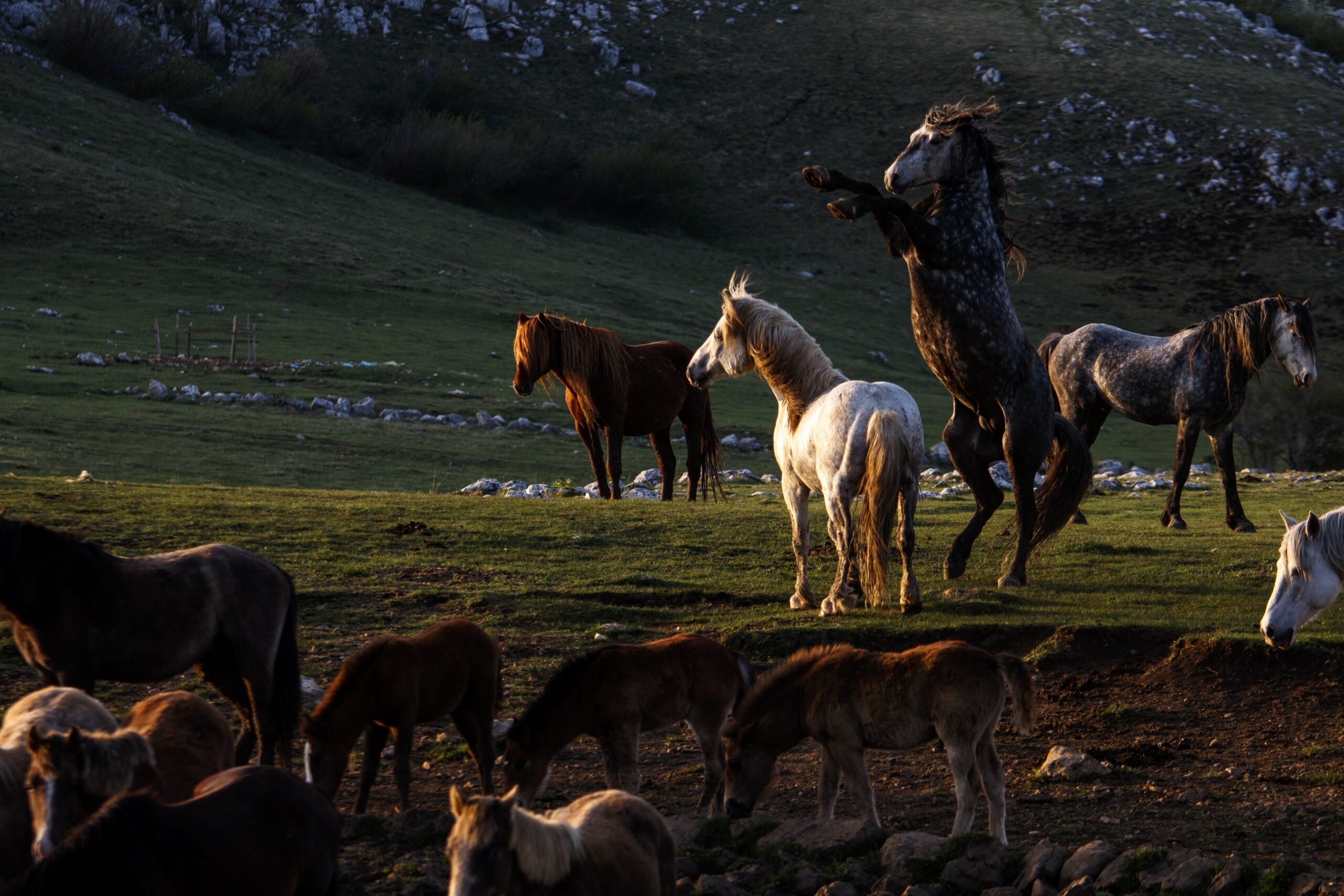 дикие лошади в природе фото